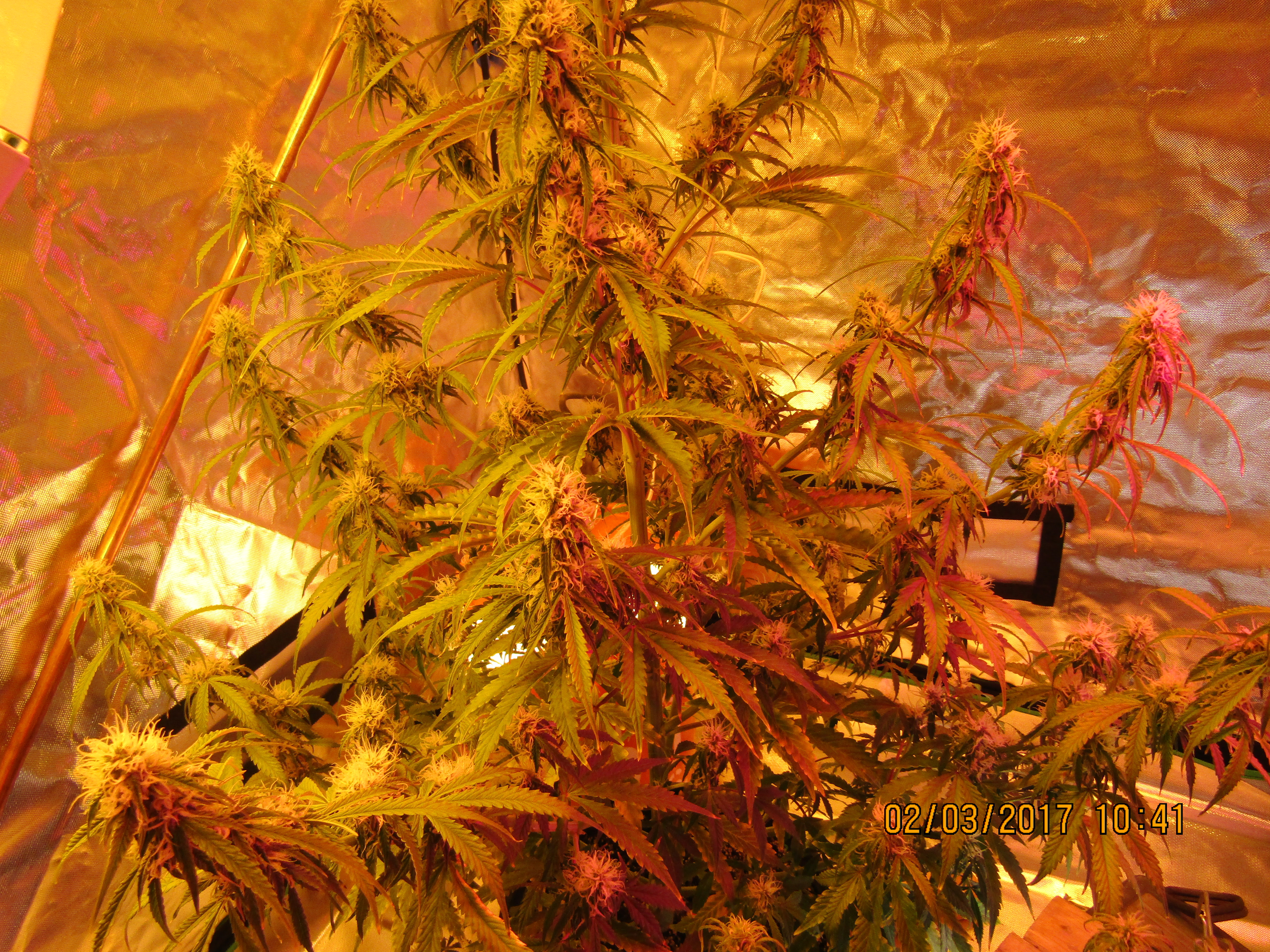 Critical+2.0 AutoFlower