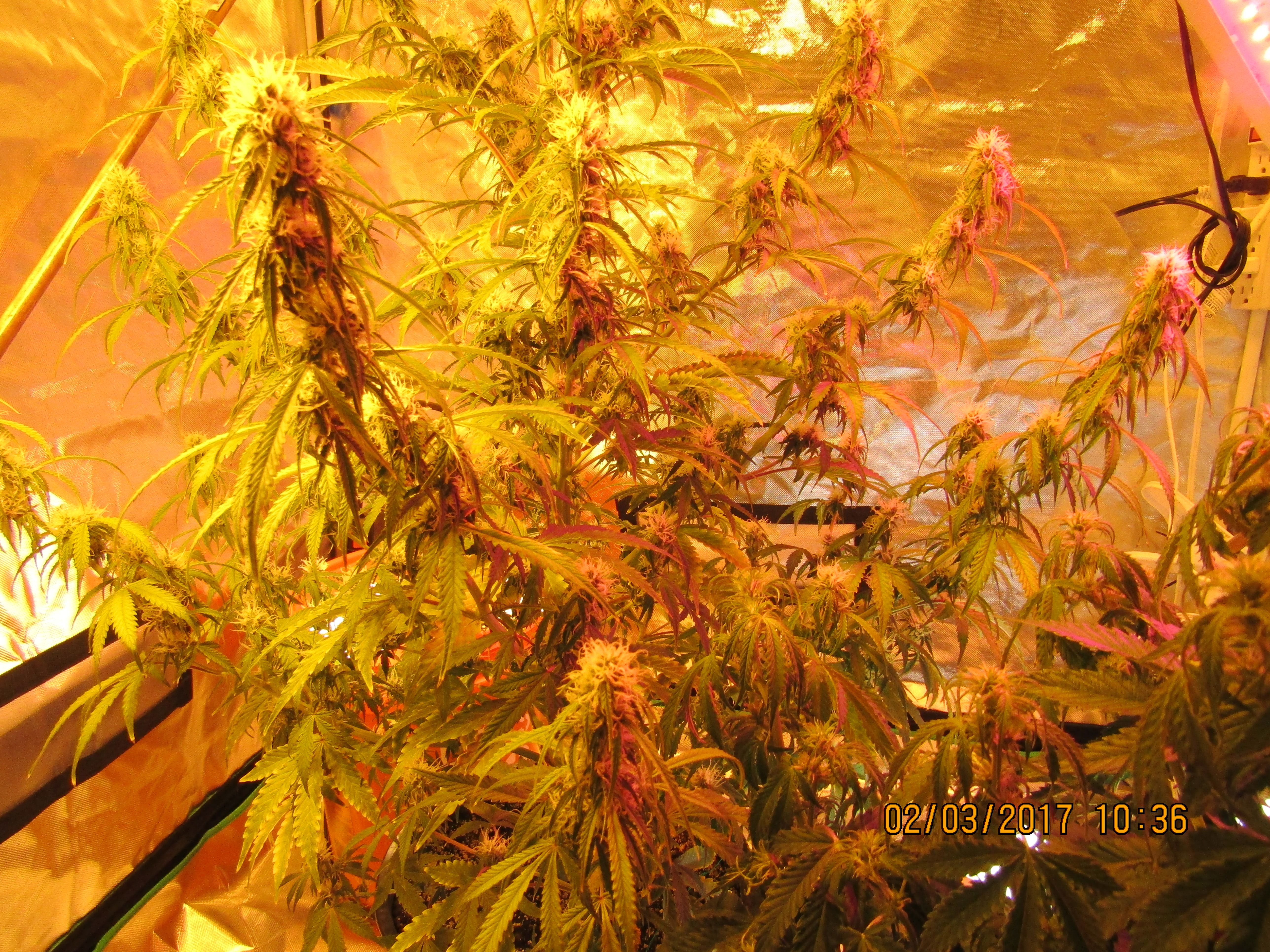 Critical+2.0 AutoFlower