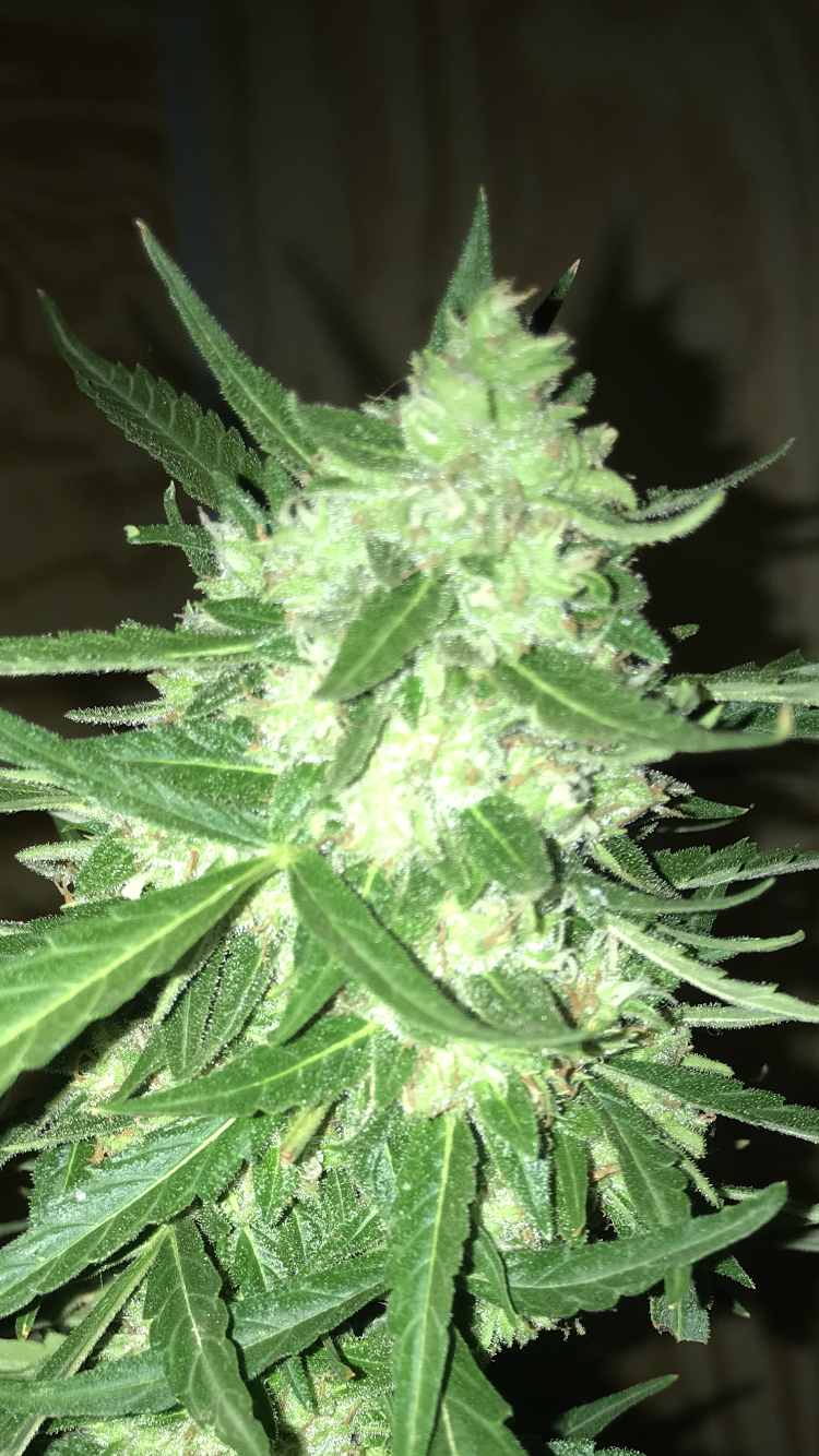 D63CCE9E-EF94-45ED-A0D2-41569D3B8325