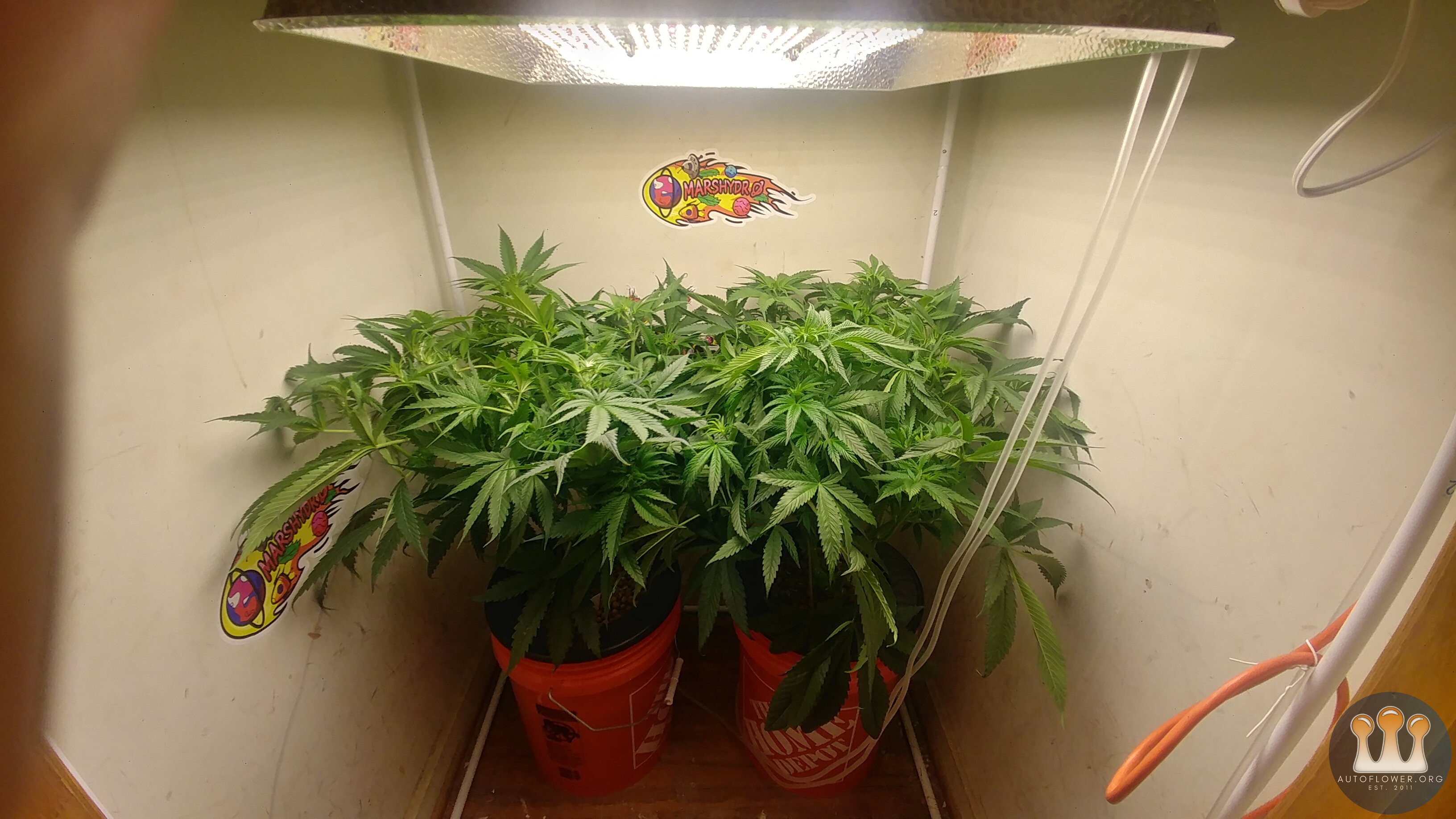 Day 11 Flower Cloud Candy