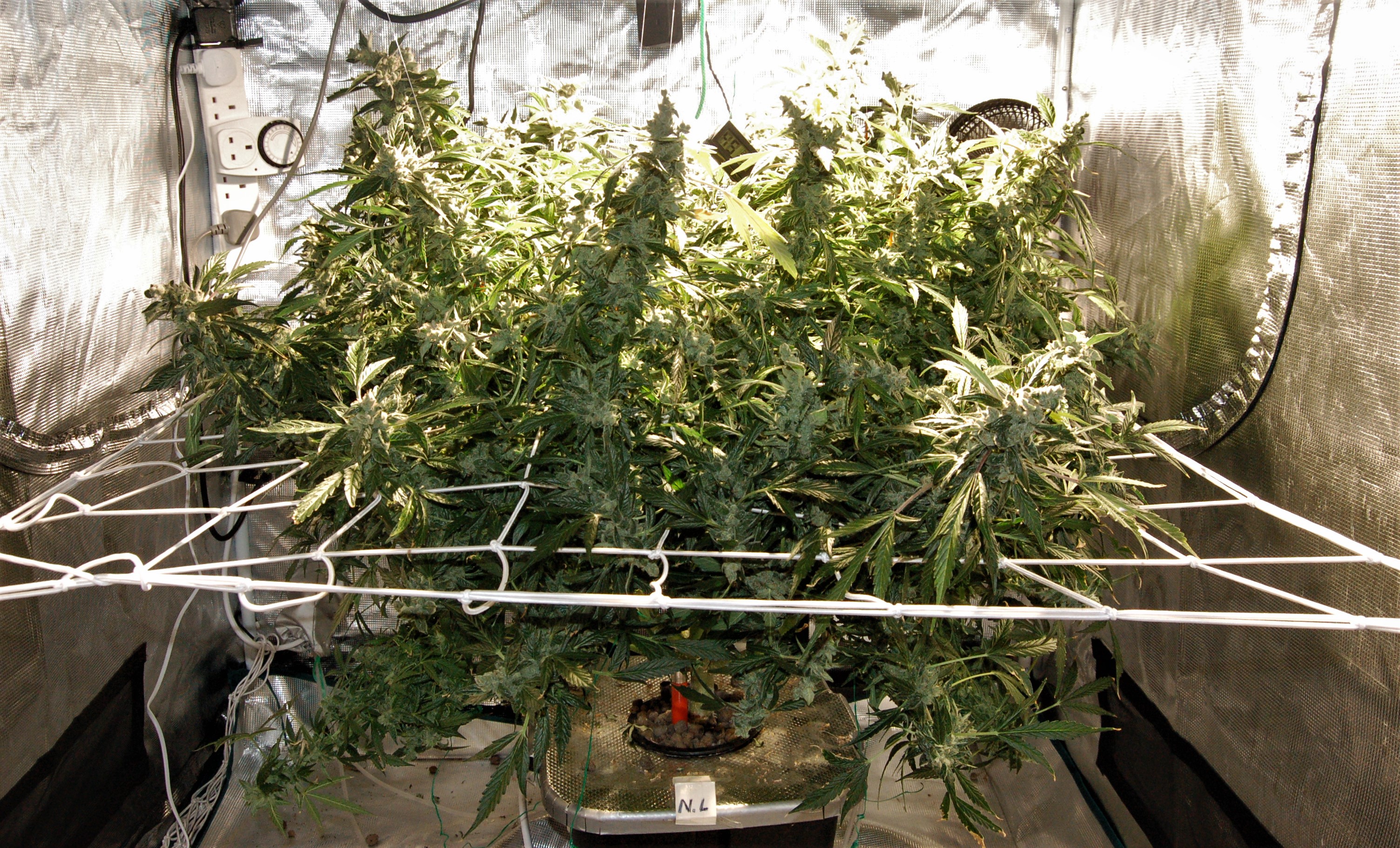 DAY 129 - Part Harvest