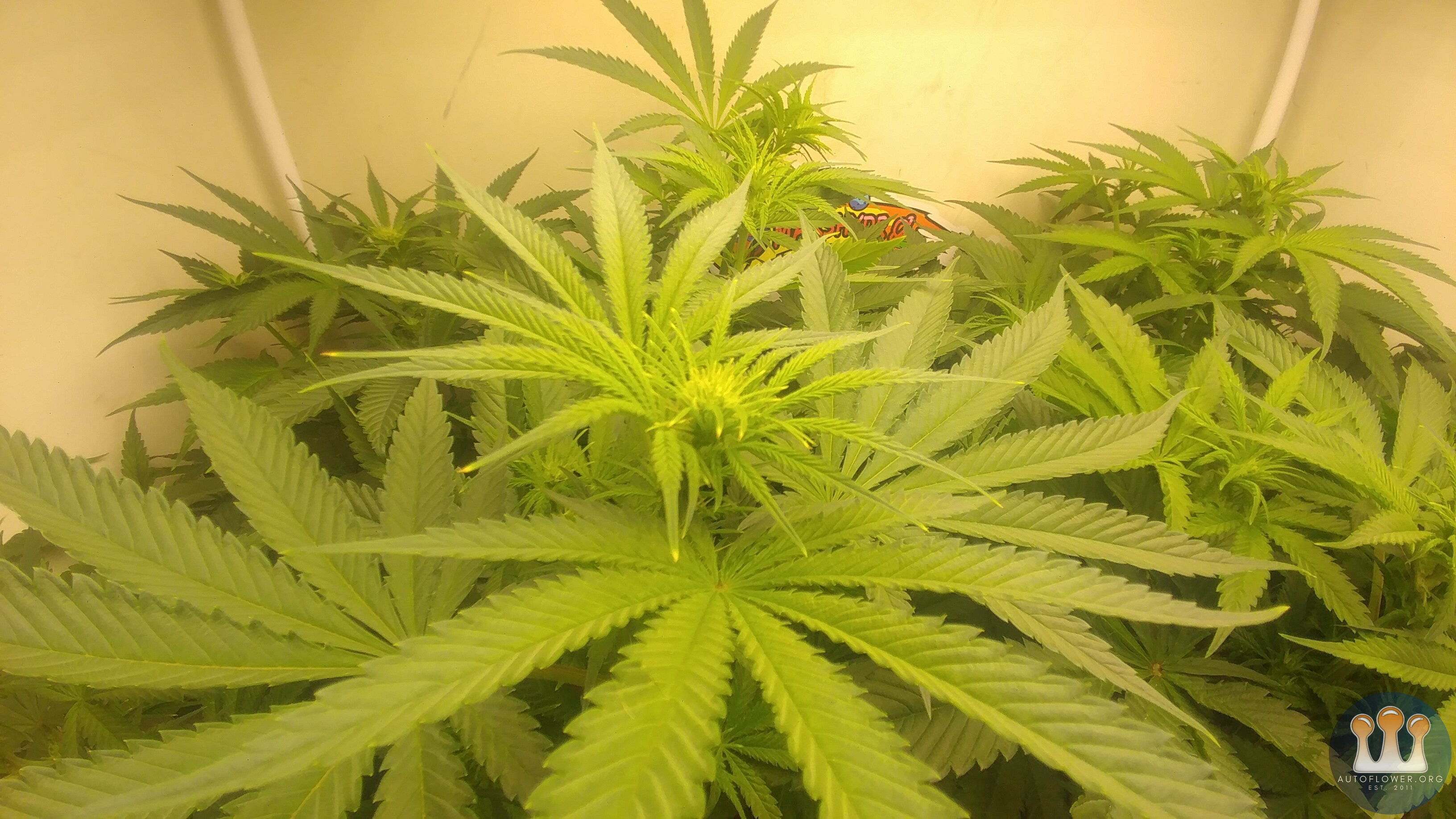 Day 16 Flower