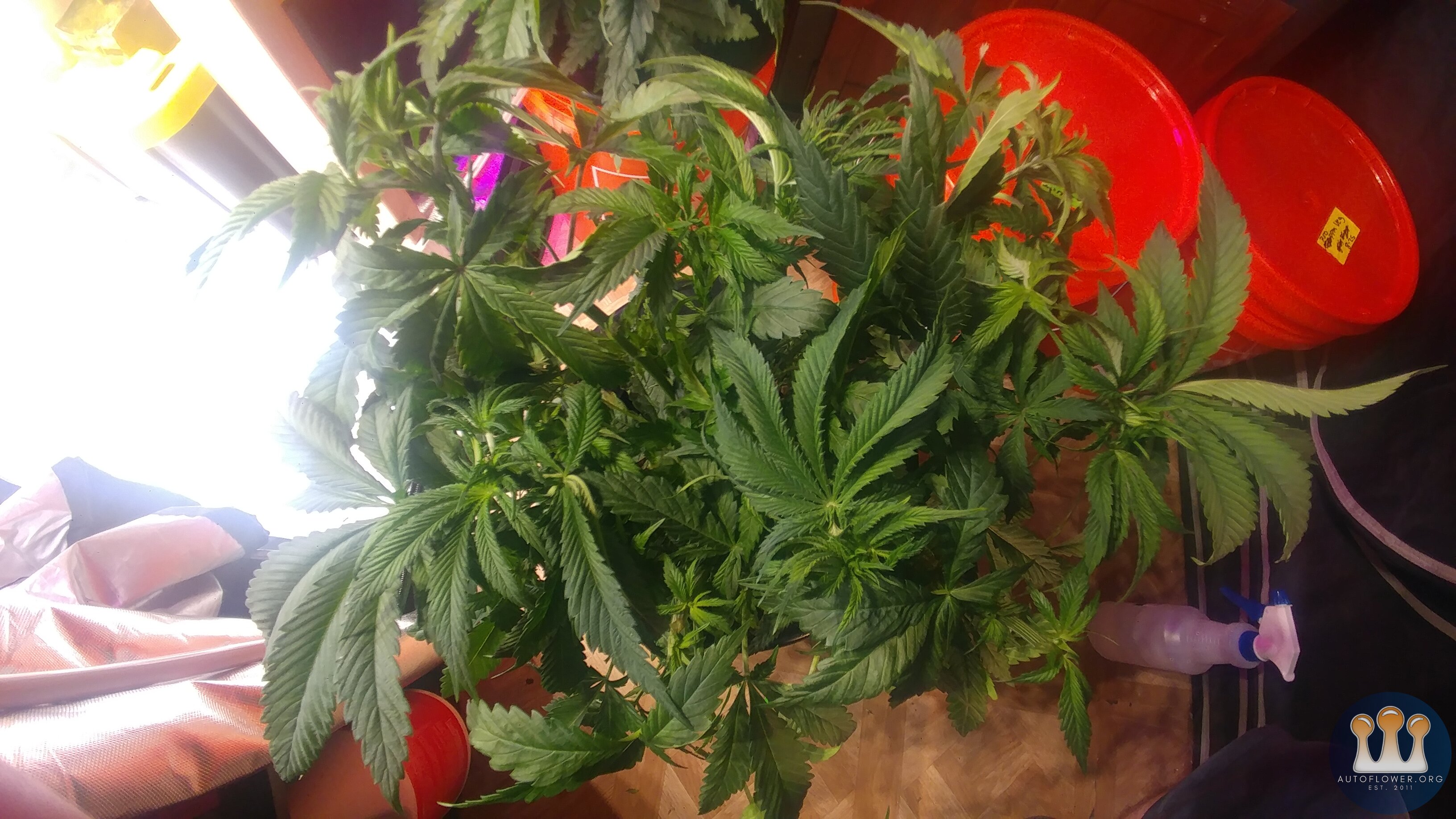 Day 33 CC #2 20x clones