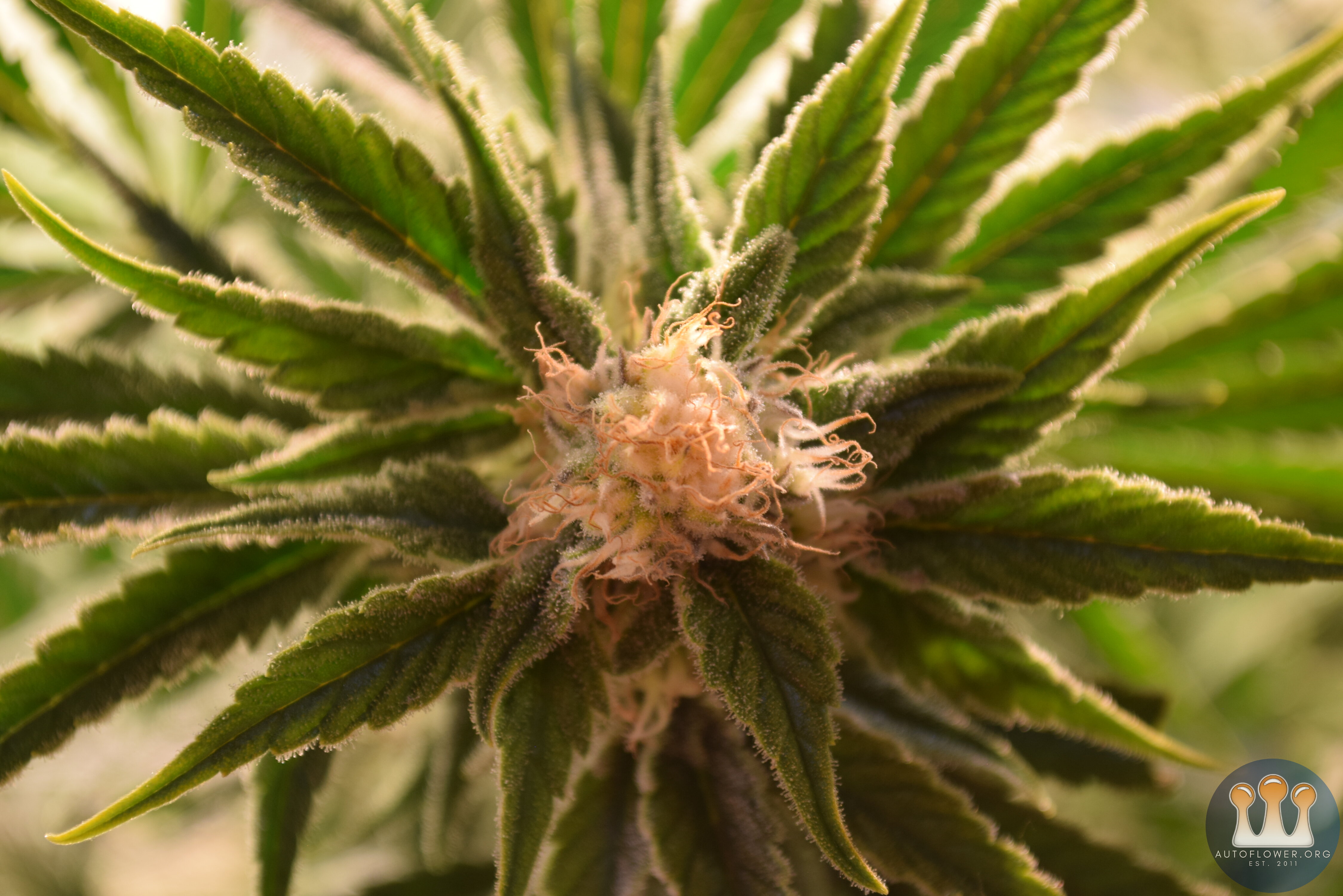 Day 35 Flower