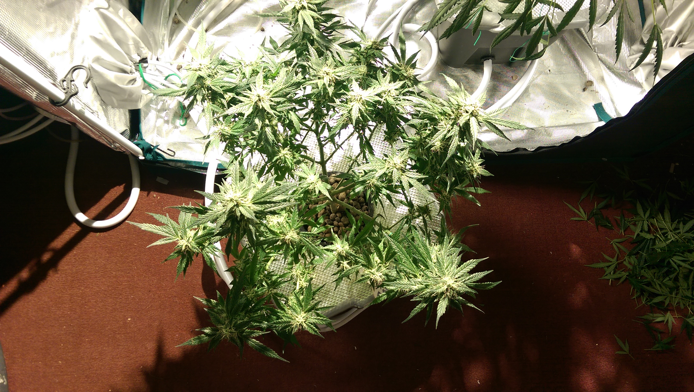 Day 82 - Defoliation