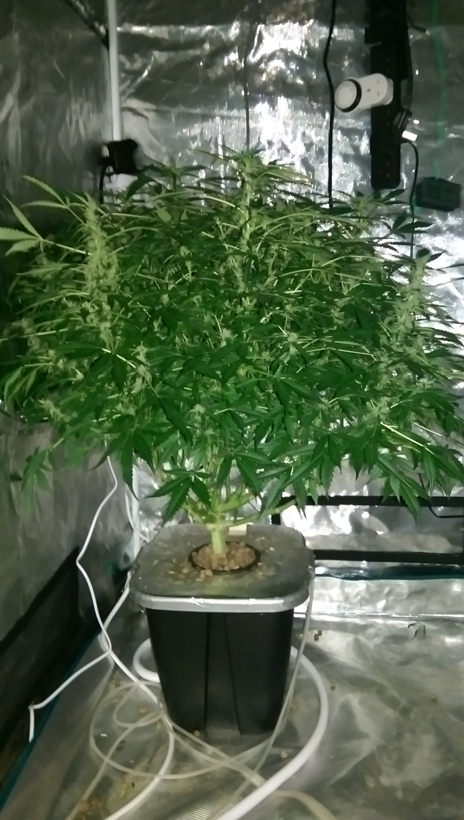 Day 82 - Defoliation