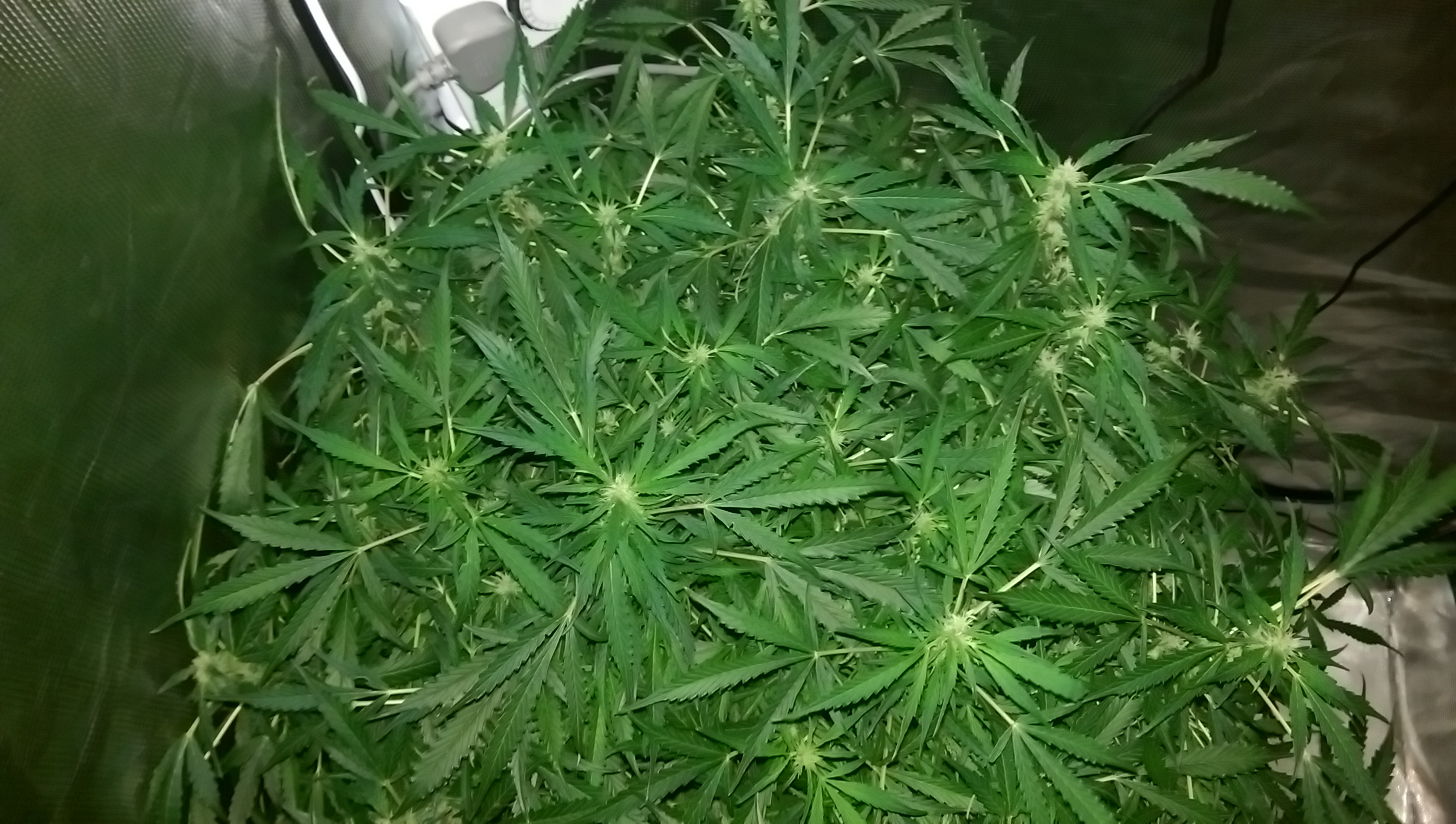 Day 82 - Defoliation