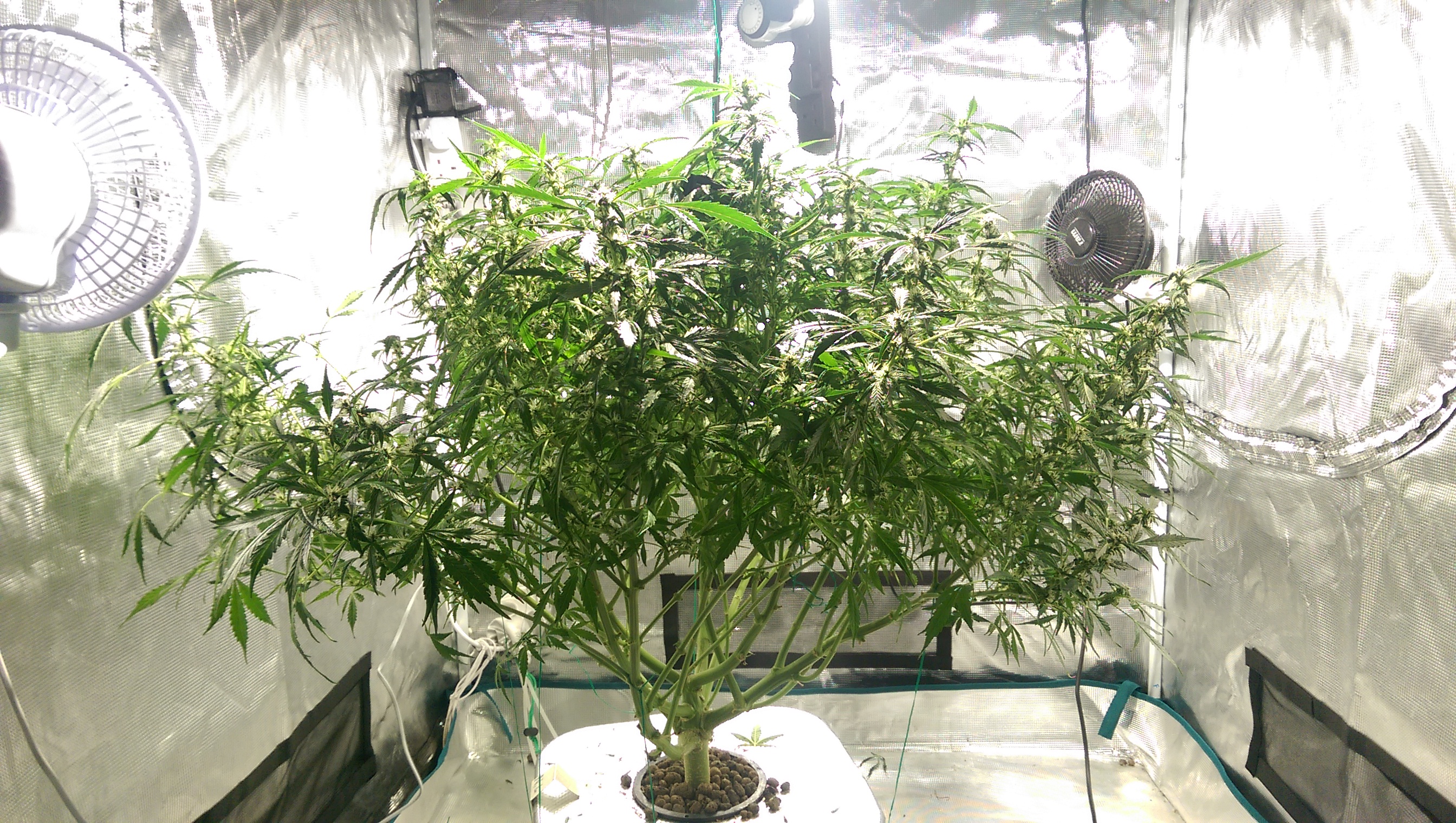 Day 82 - Defoliation