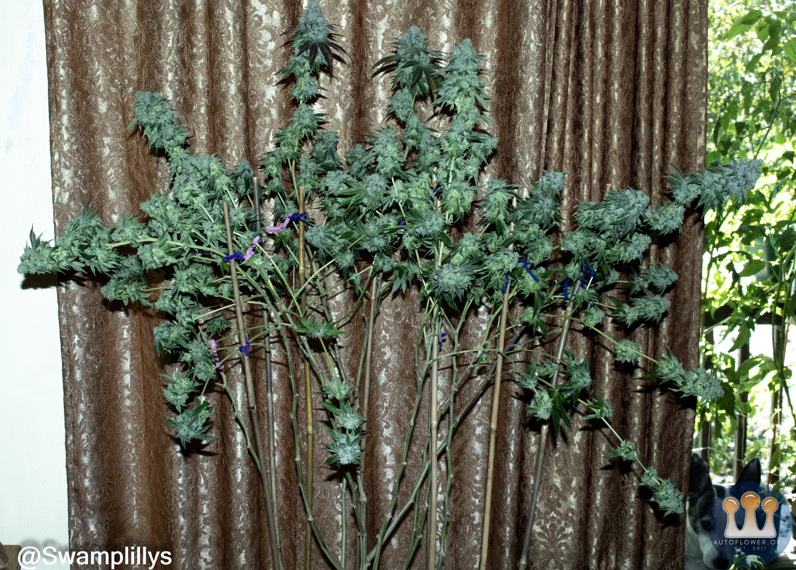 defoliated Glue Breath