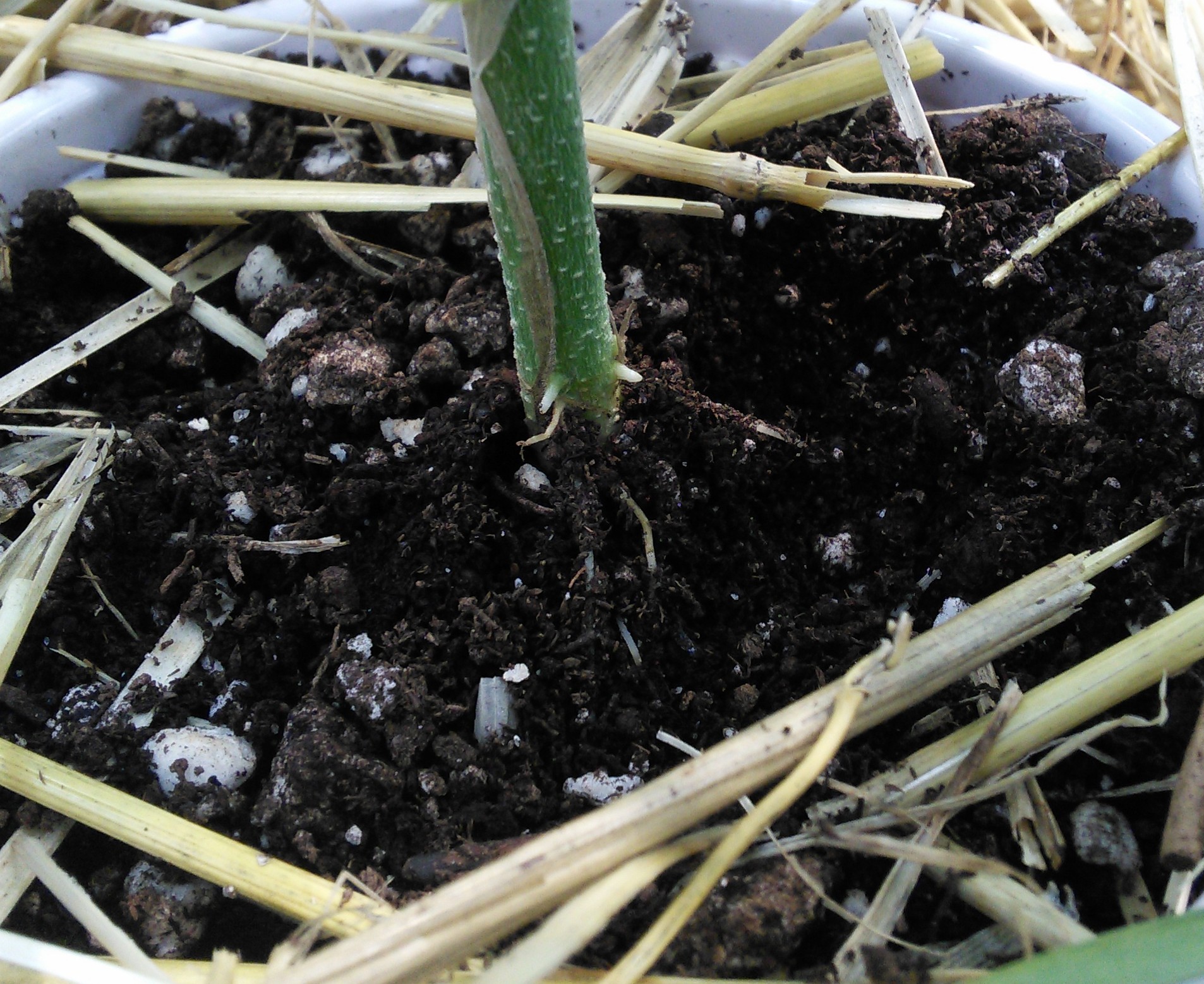 Double Grape aerial roots