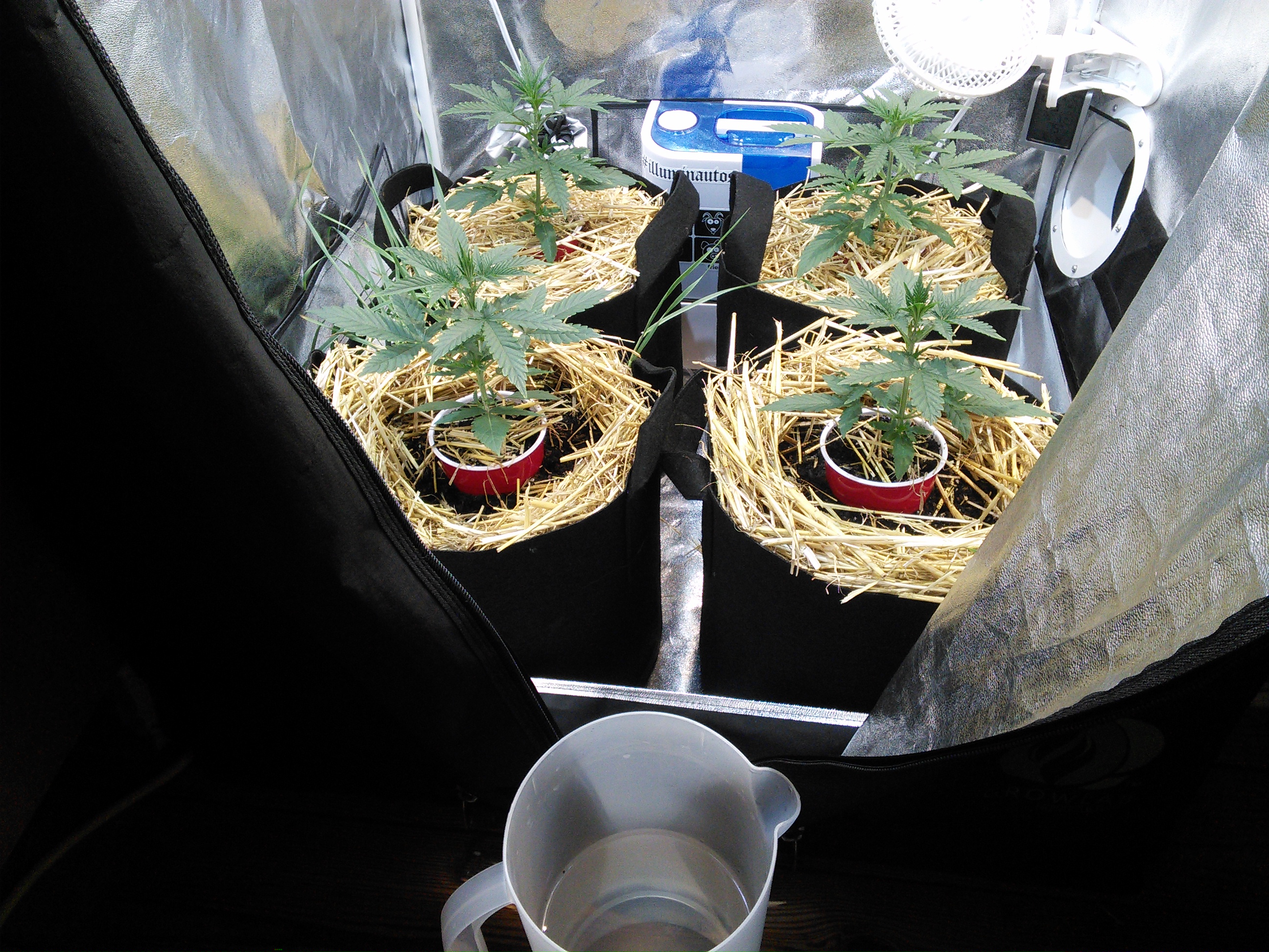 Double Grape DAY 18 & 19