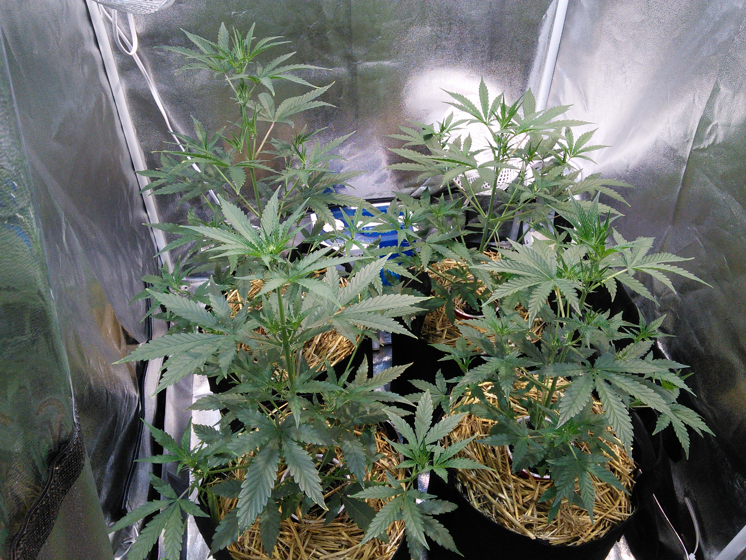 Double Grape DAY 26 & 27