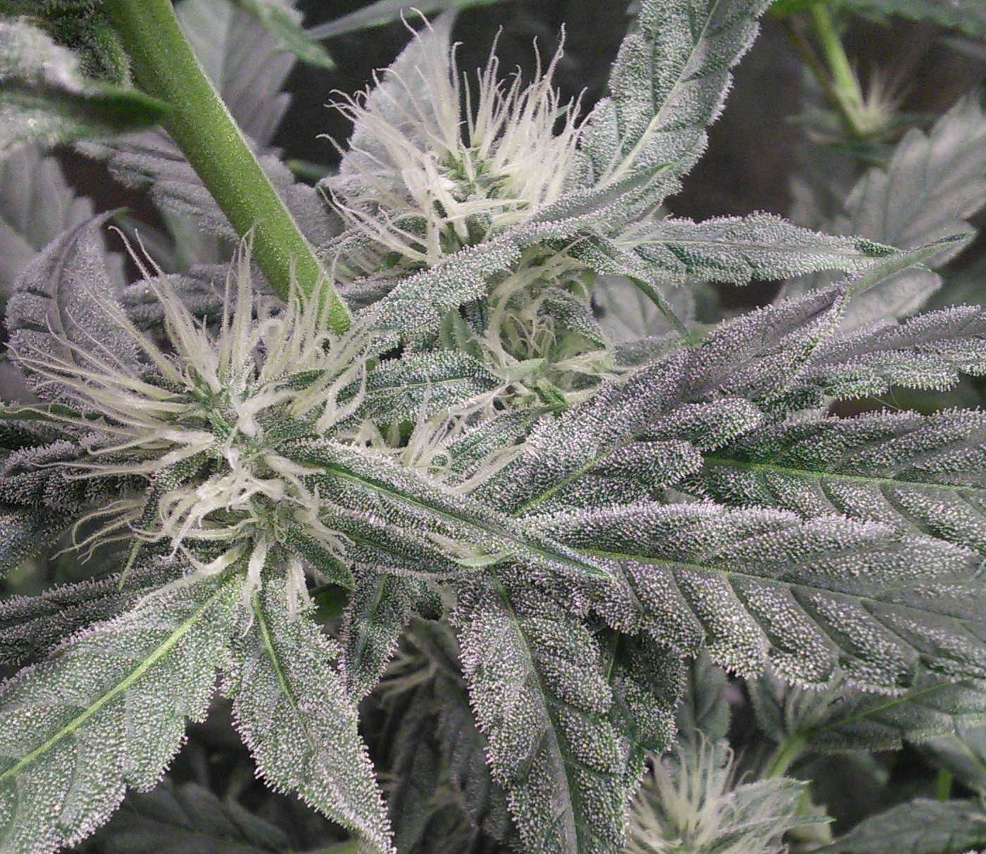 Double Grape DAY 40 Indica pheno