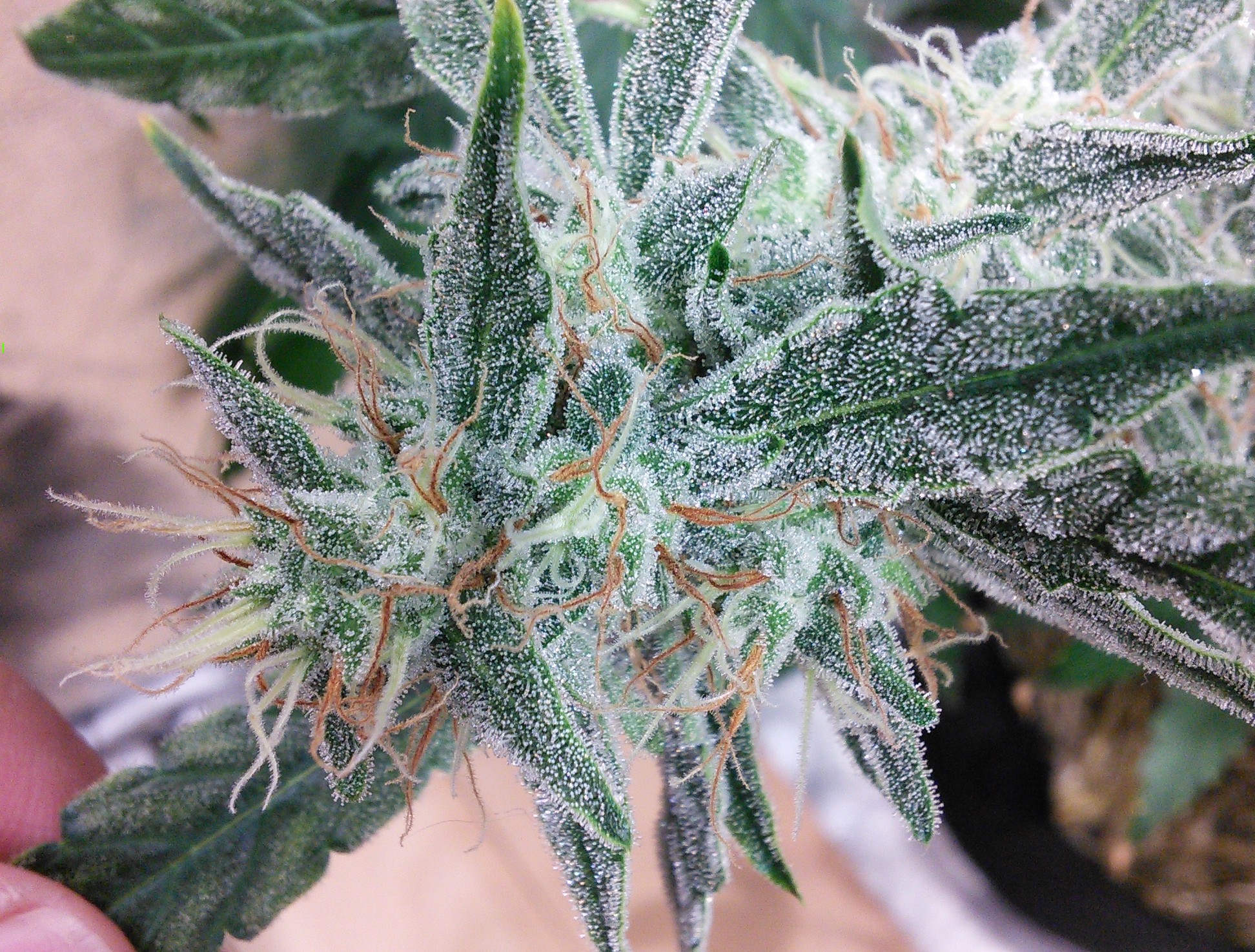 Double Grape DAY 62 Sativa pheno