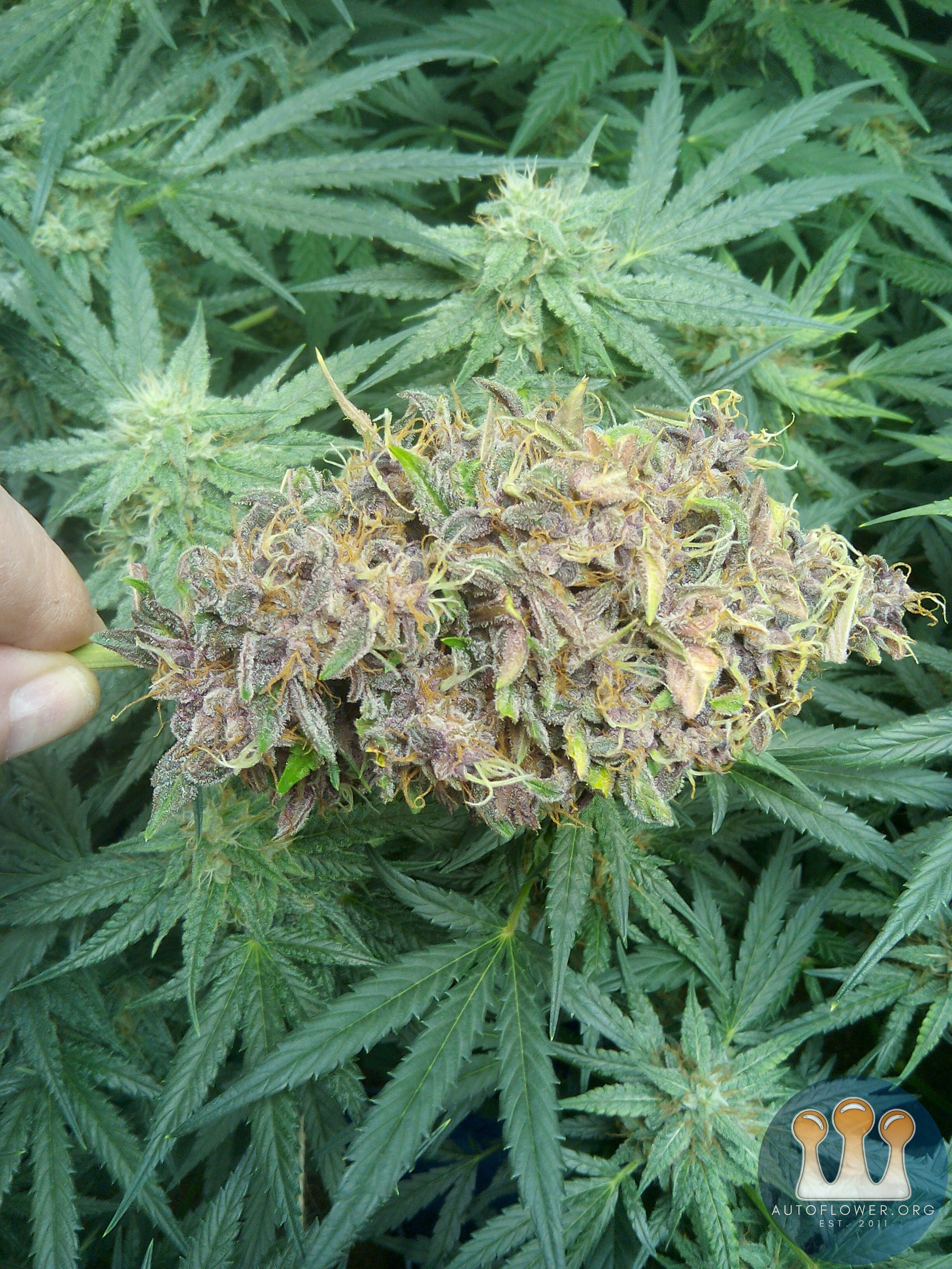 Early purple skunk pheno of nuggets