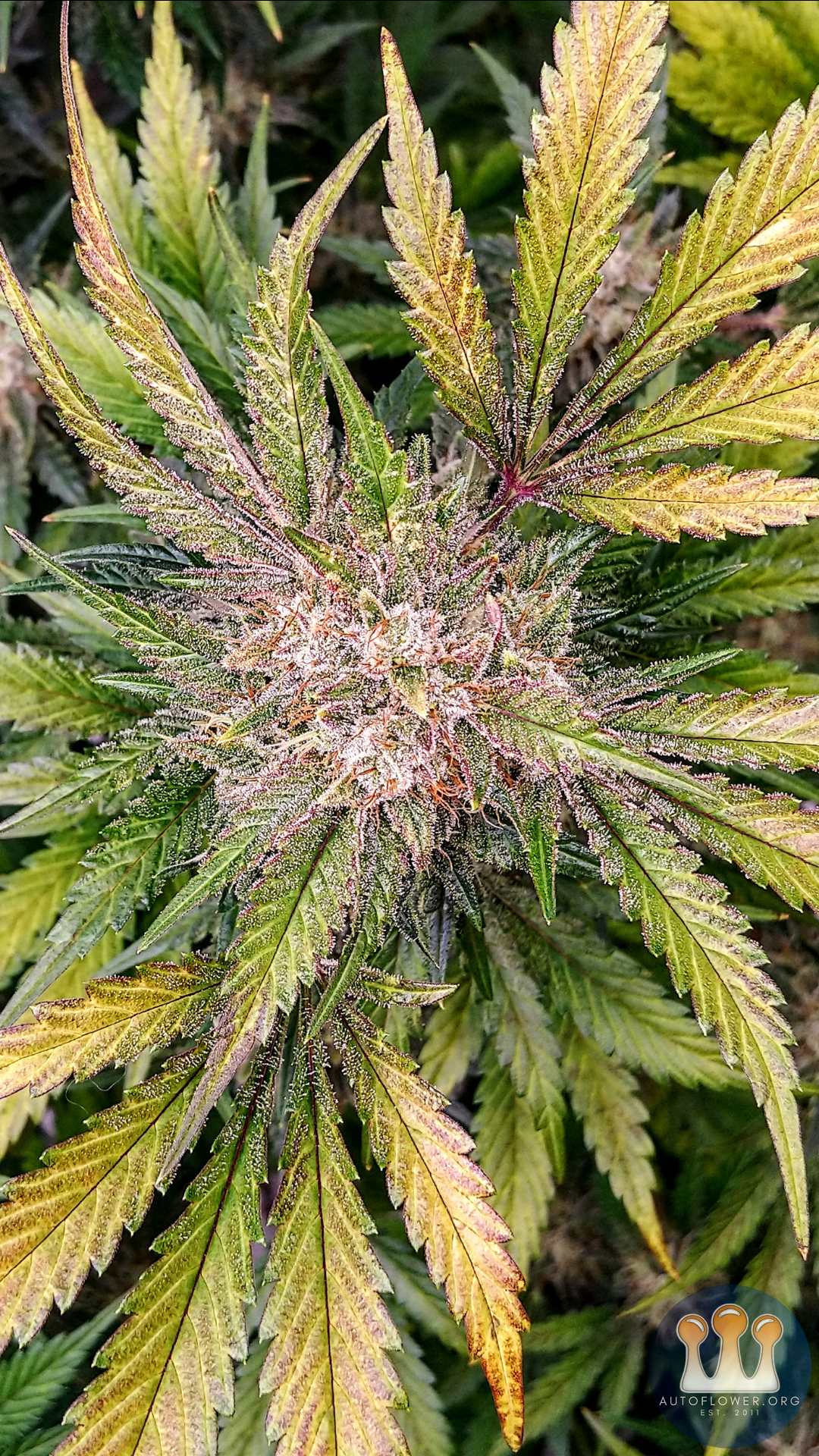 Ethos, Purple Thai Auto Rbx1
