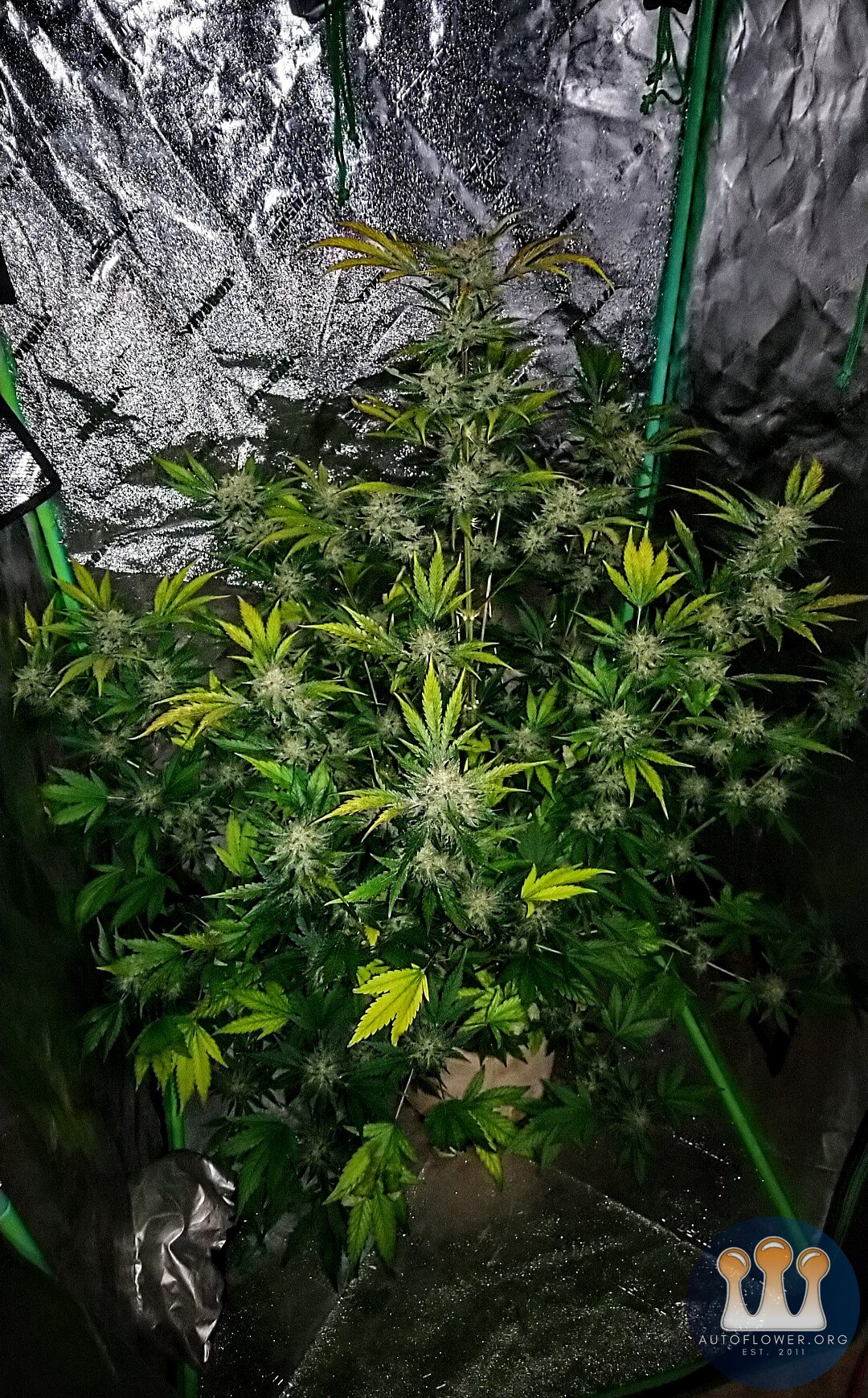 Ethos, Purple Thai Auto Rbx1