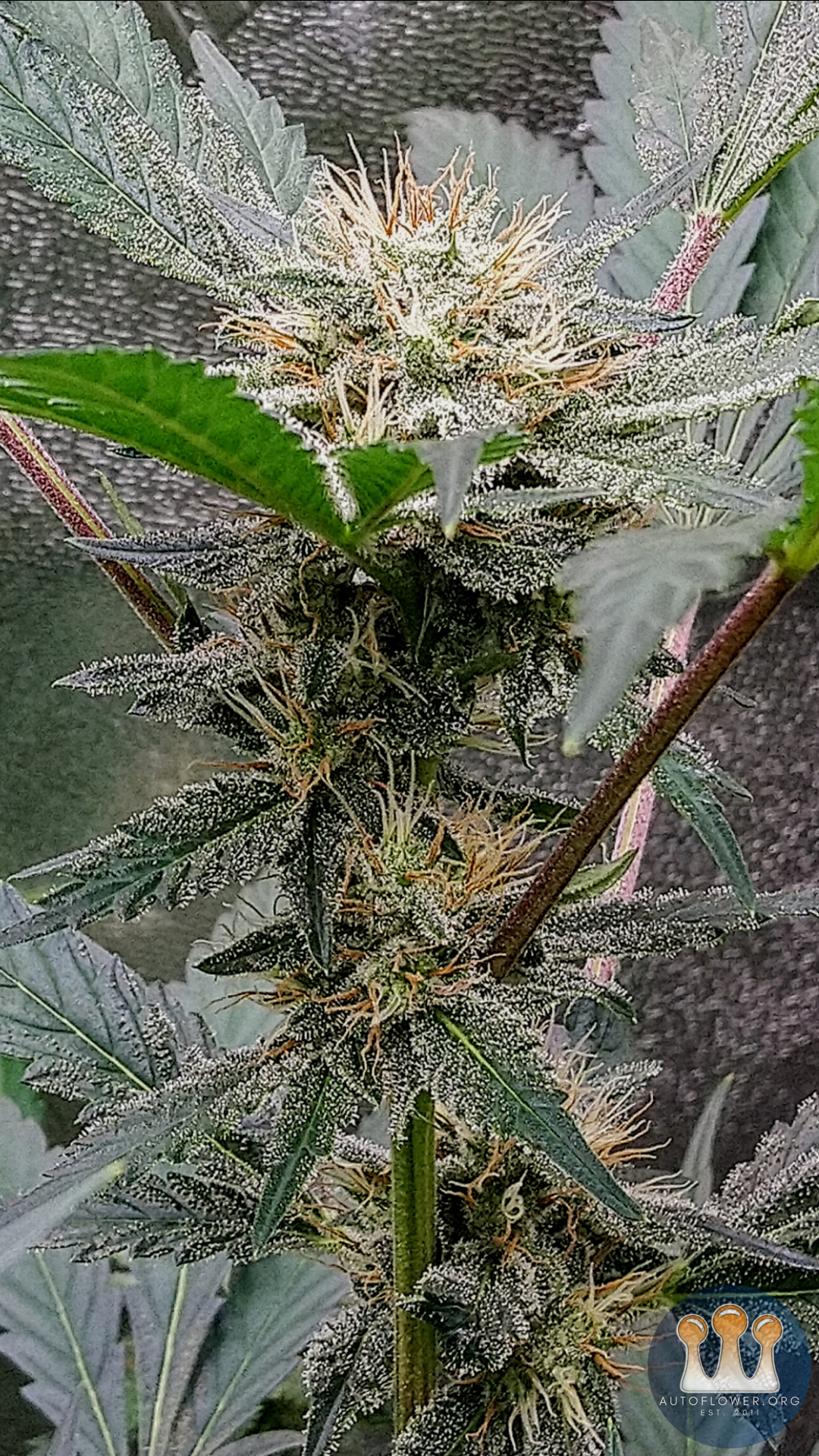 Ethos, Purple Thai Auto