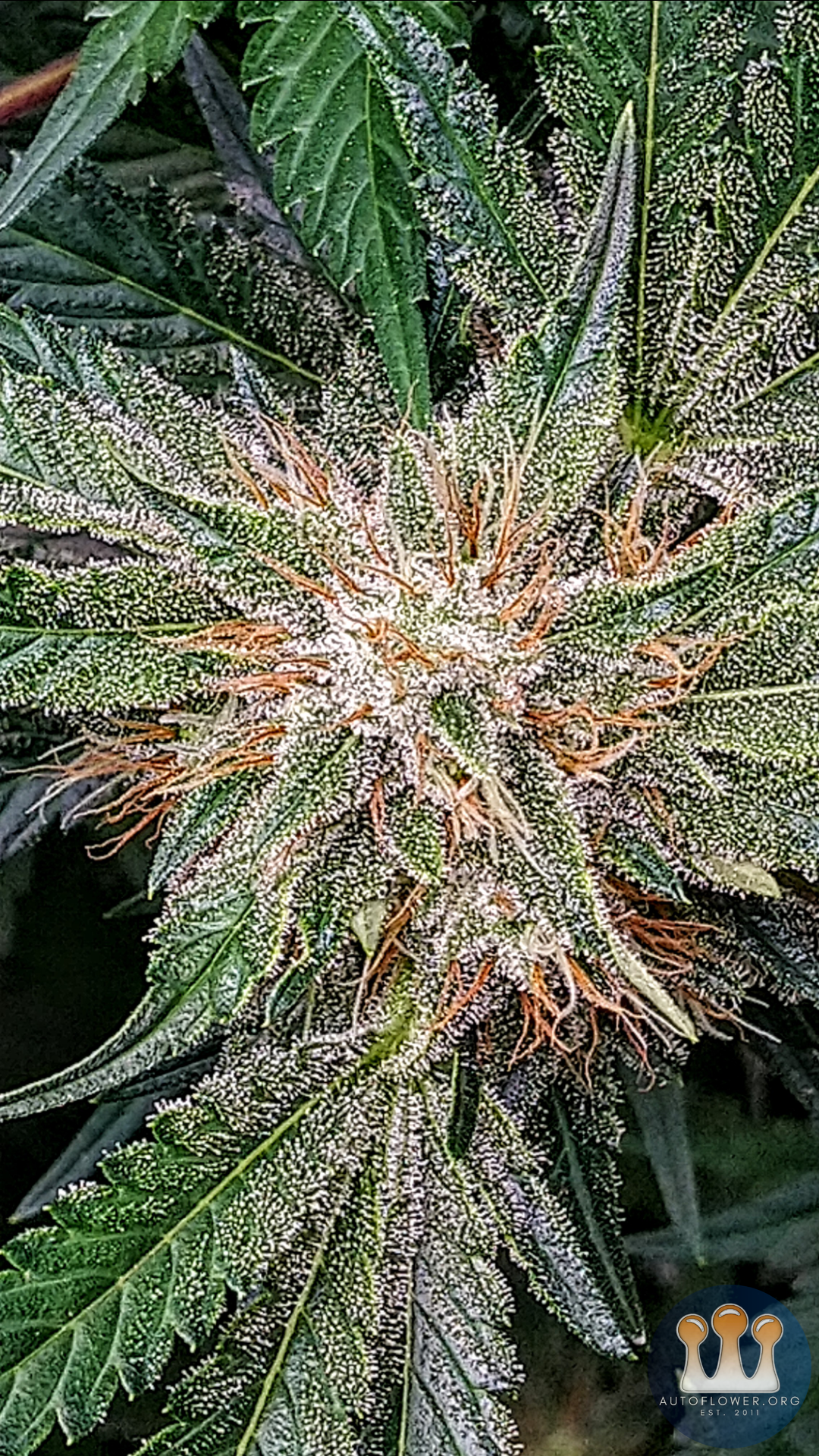 Ethos, Purple Thai Auto