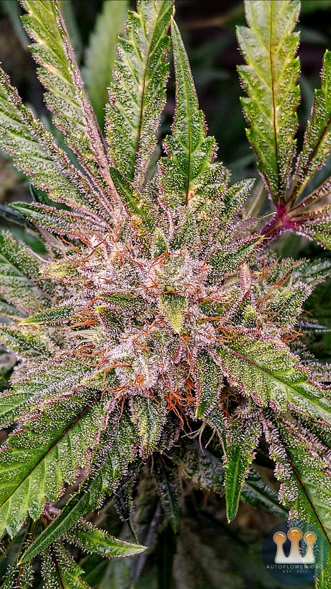 Ethos, Purple Thai Auto
