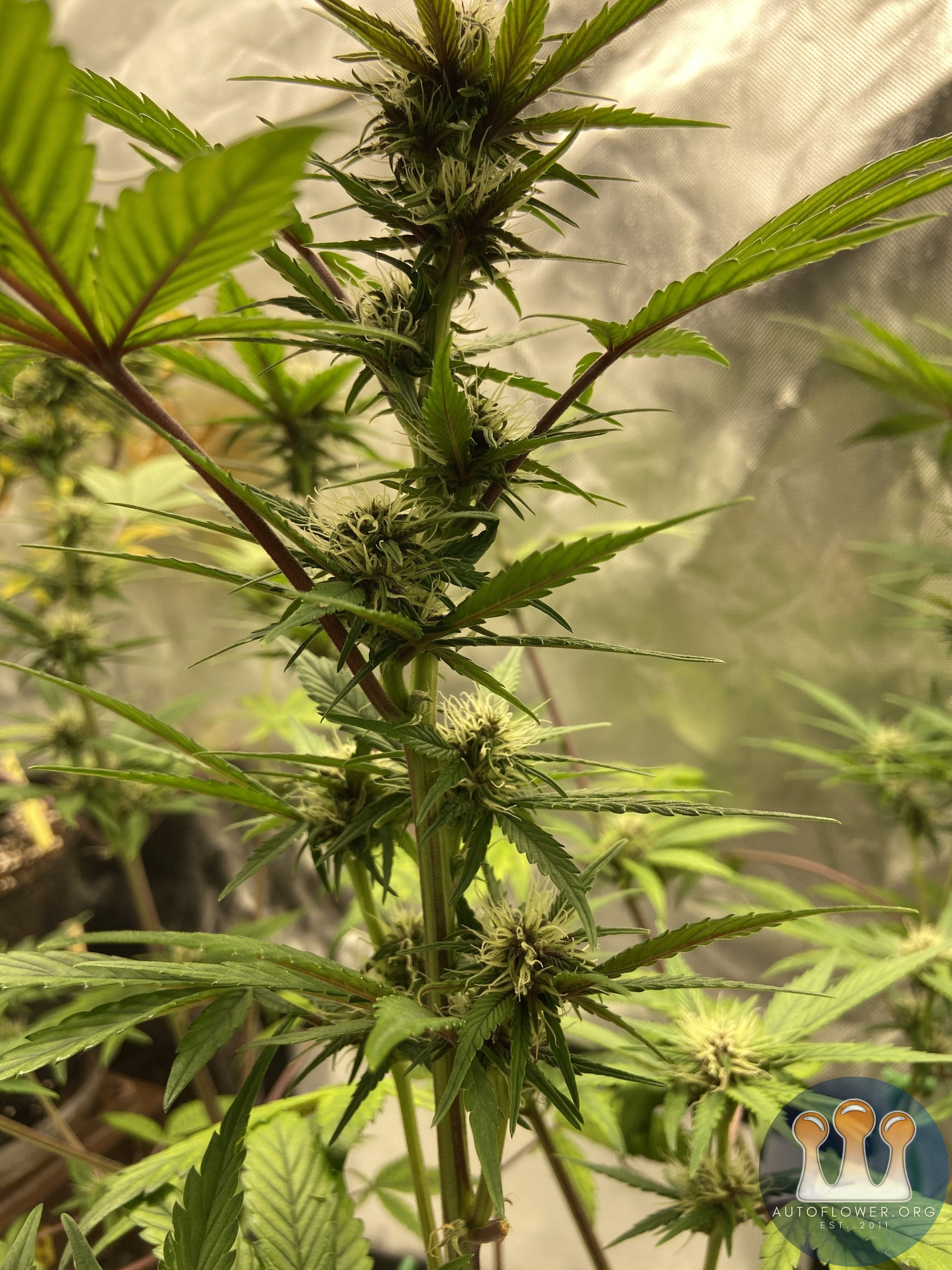 Fast Buds Purple Lemonade