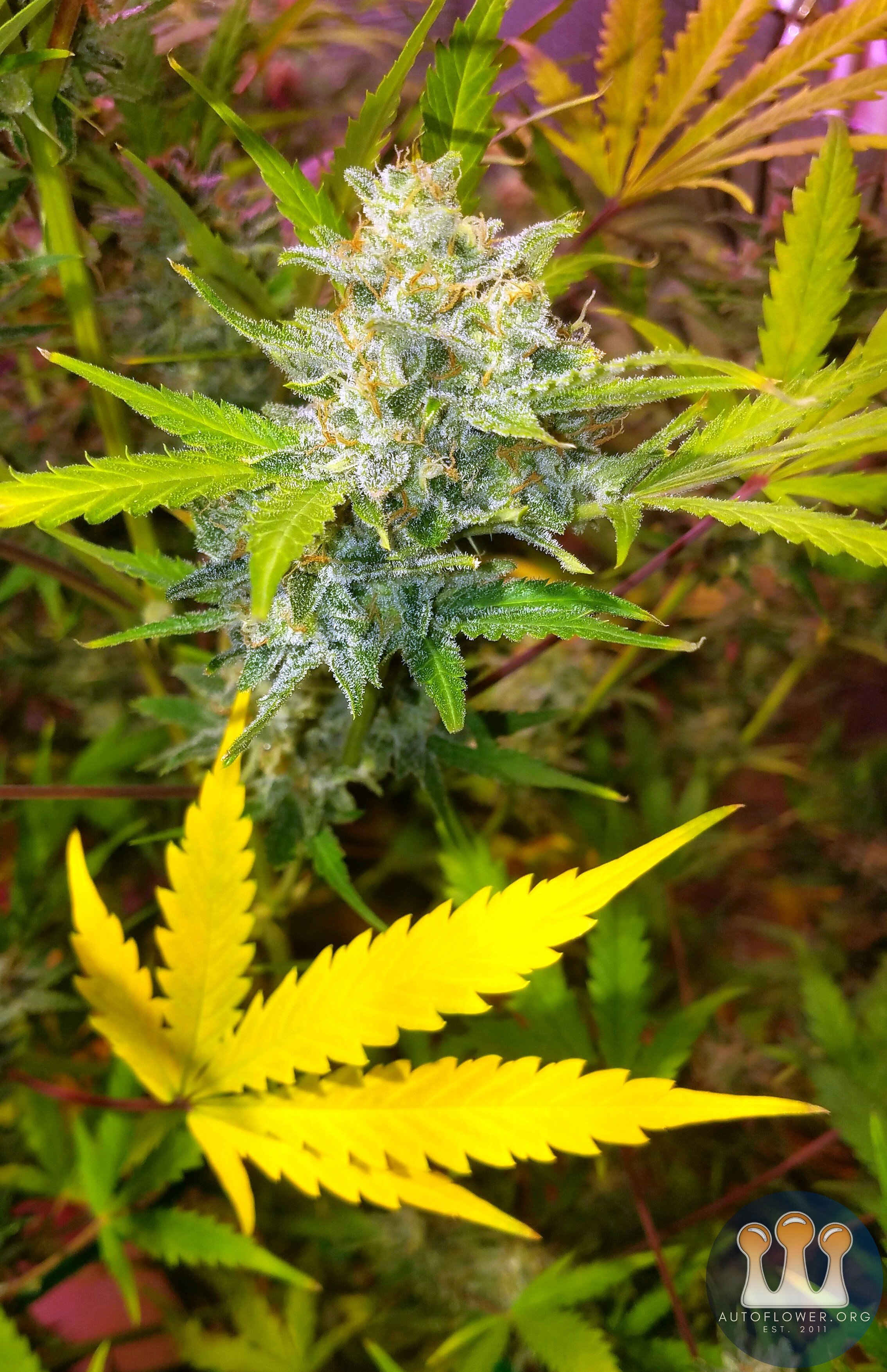 Fast Buds Tangie Matic