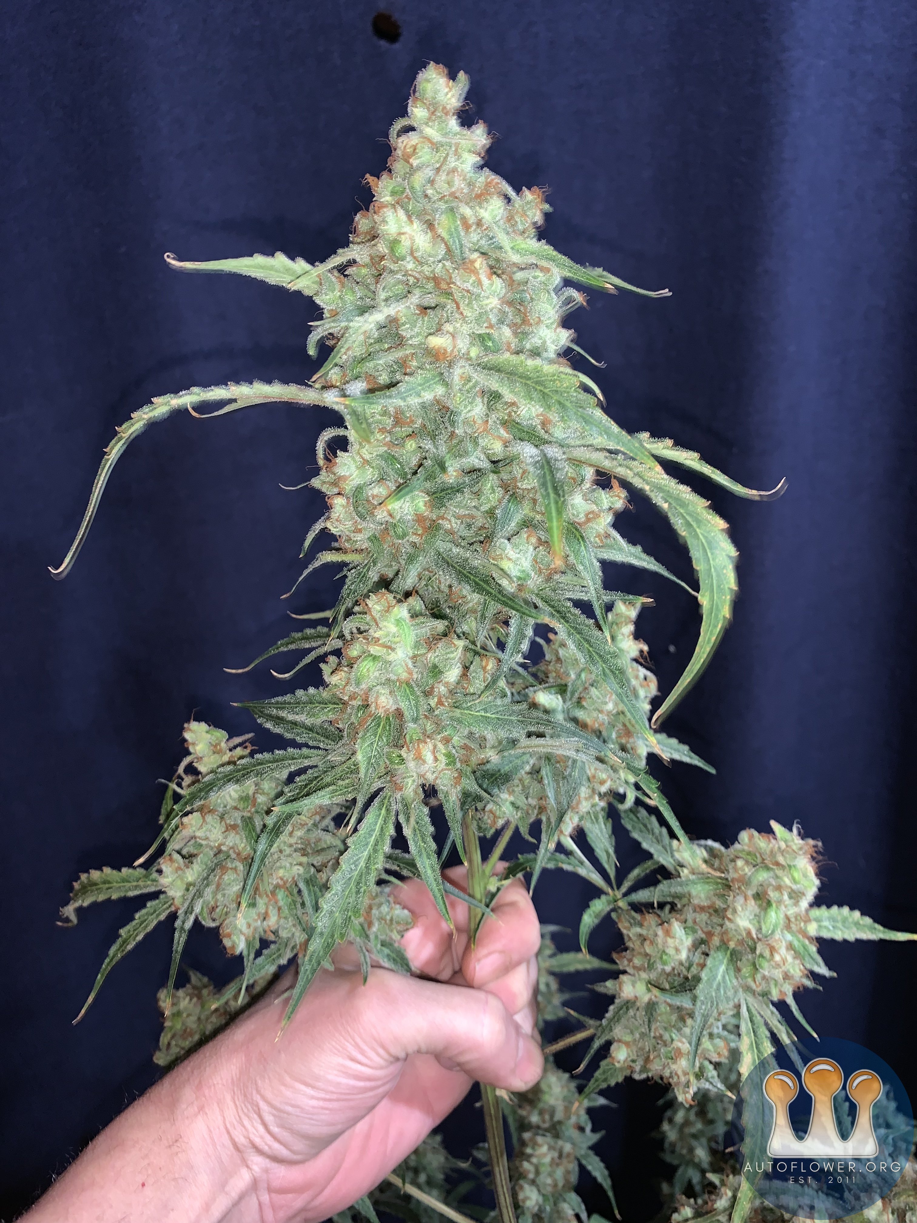 Forum Stomper x 3BOG 80 days top