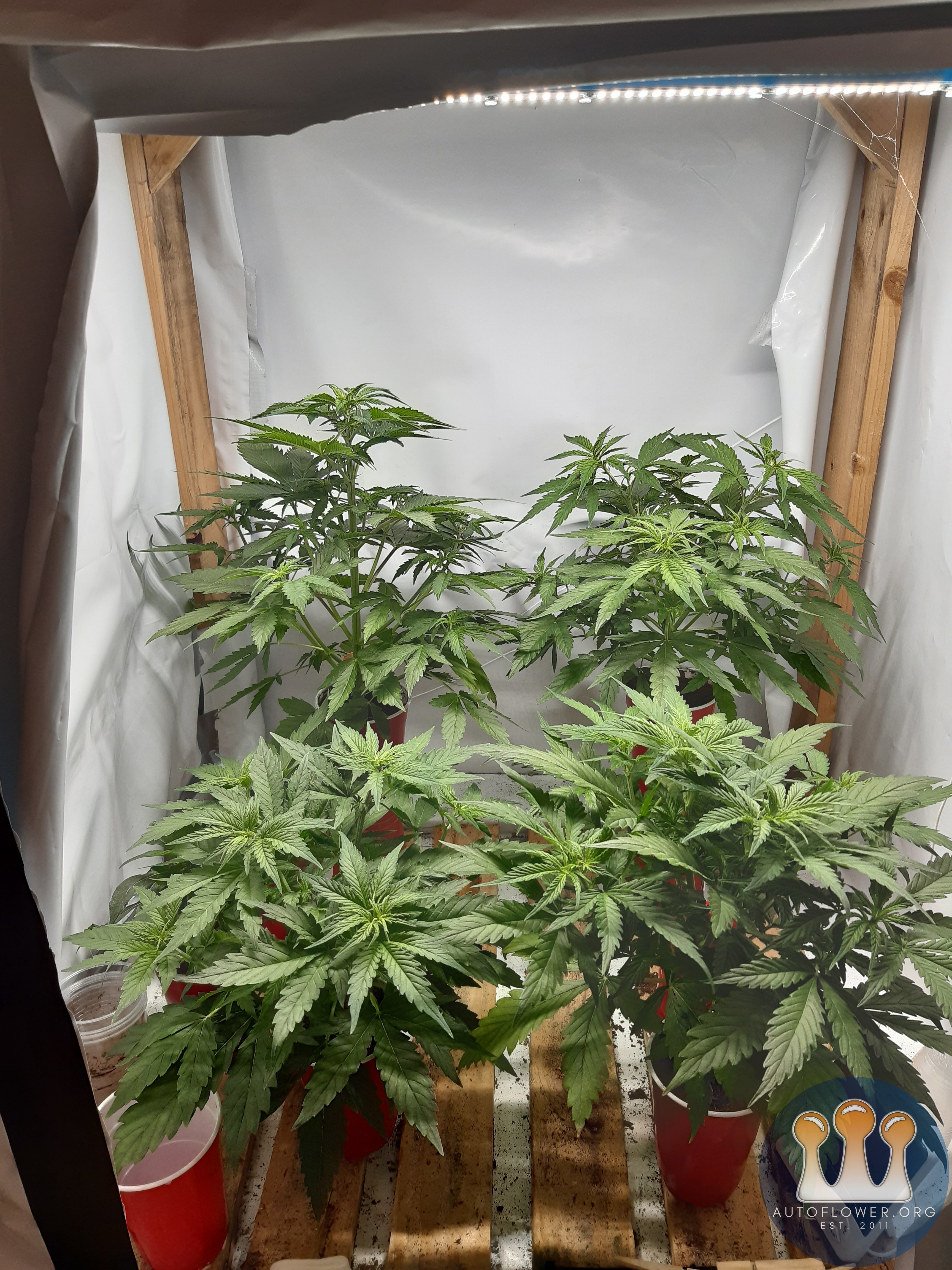 Gelato41 &Big bud autos