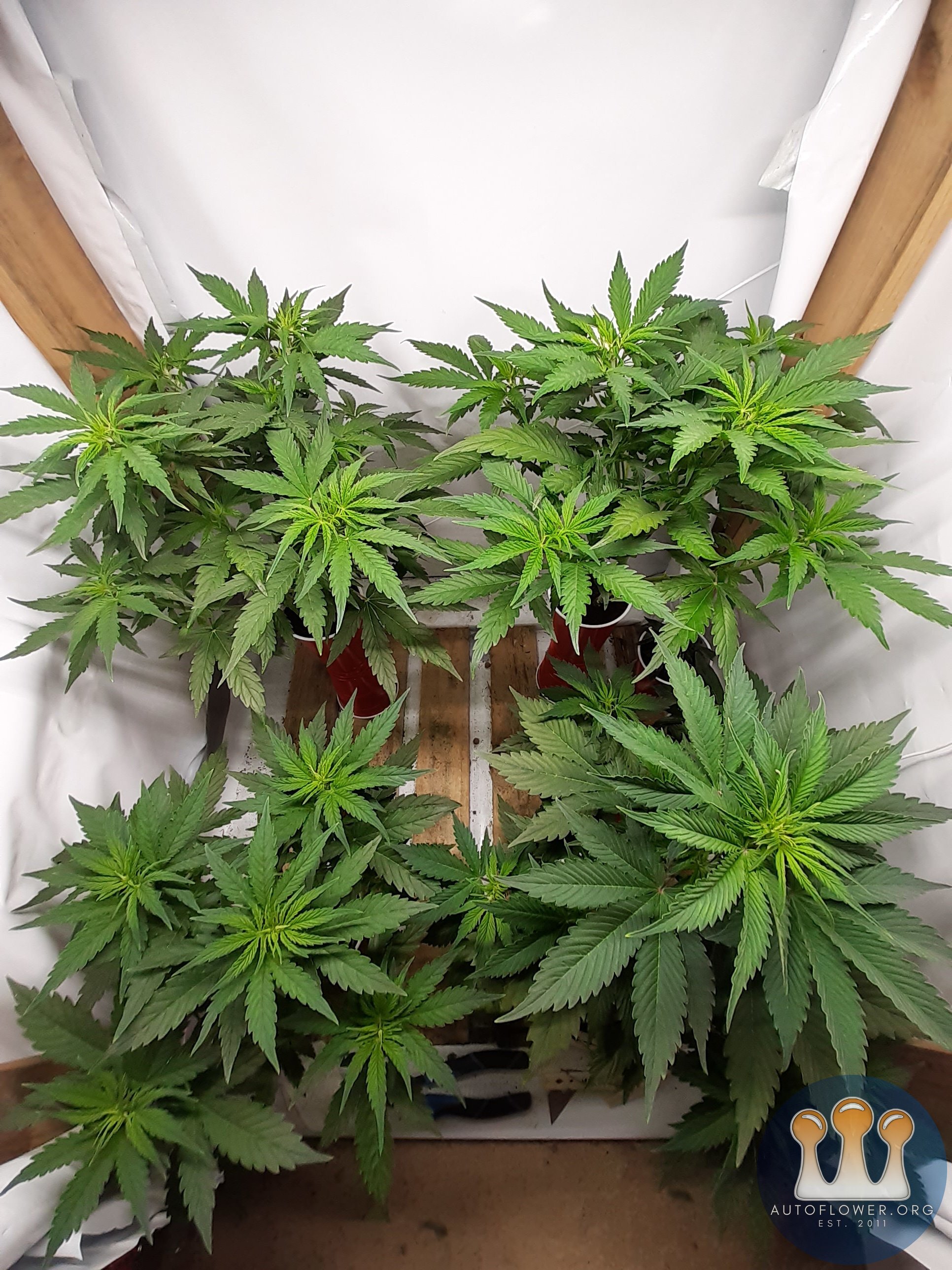 Gelato41 &Big bud autos