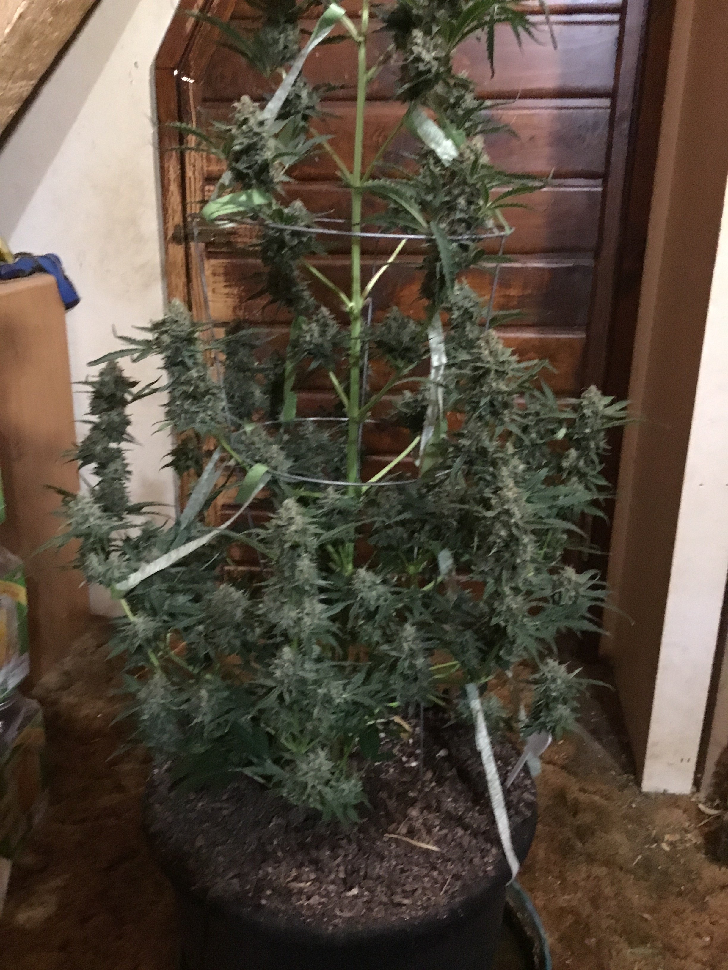 Ghost Toof 77 days Lower mid