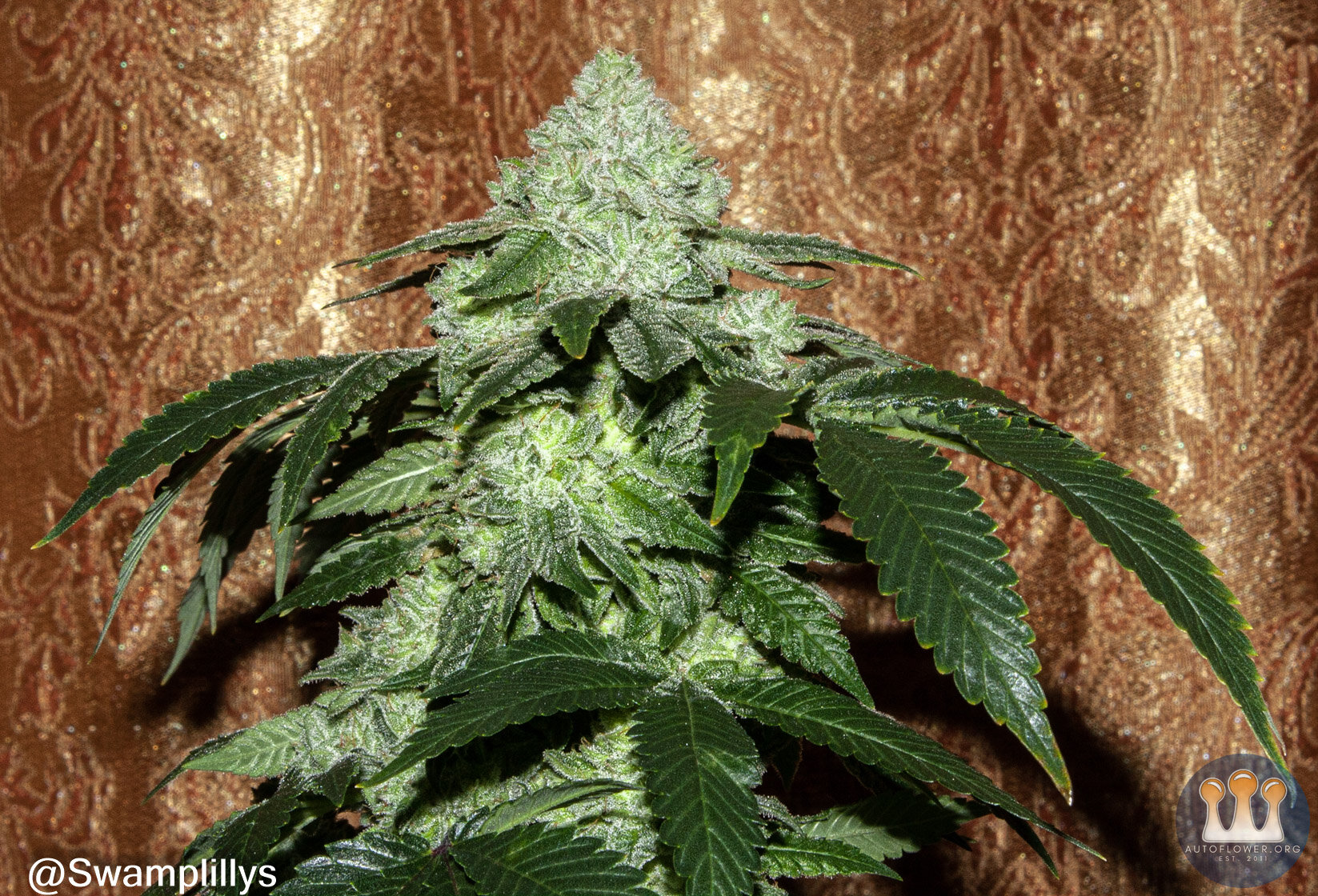 glue breath 2 cola 4