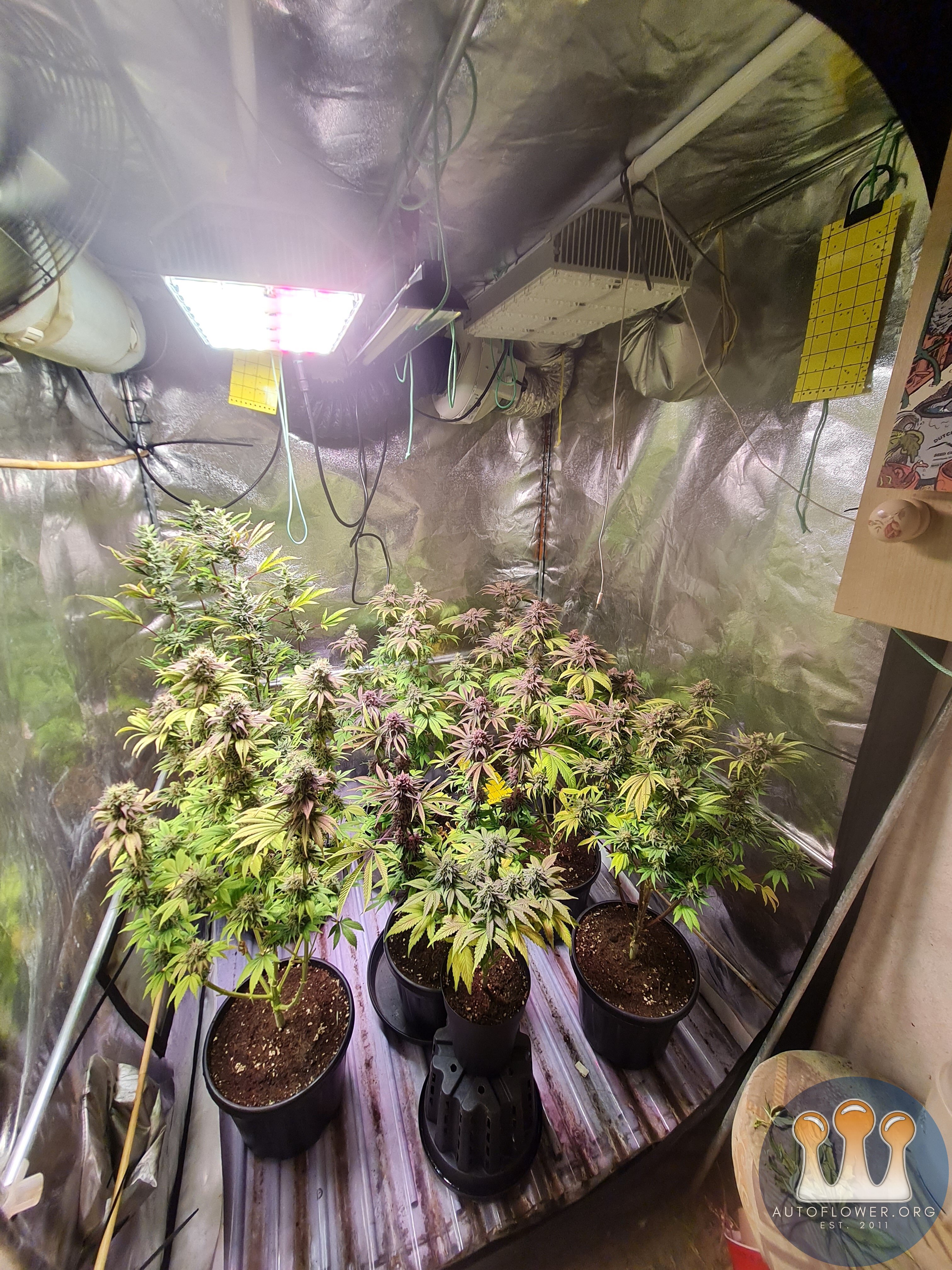 Grape diamonds and ft8