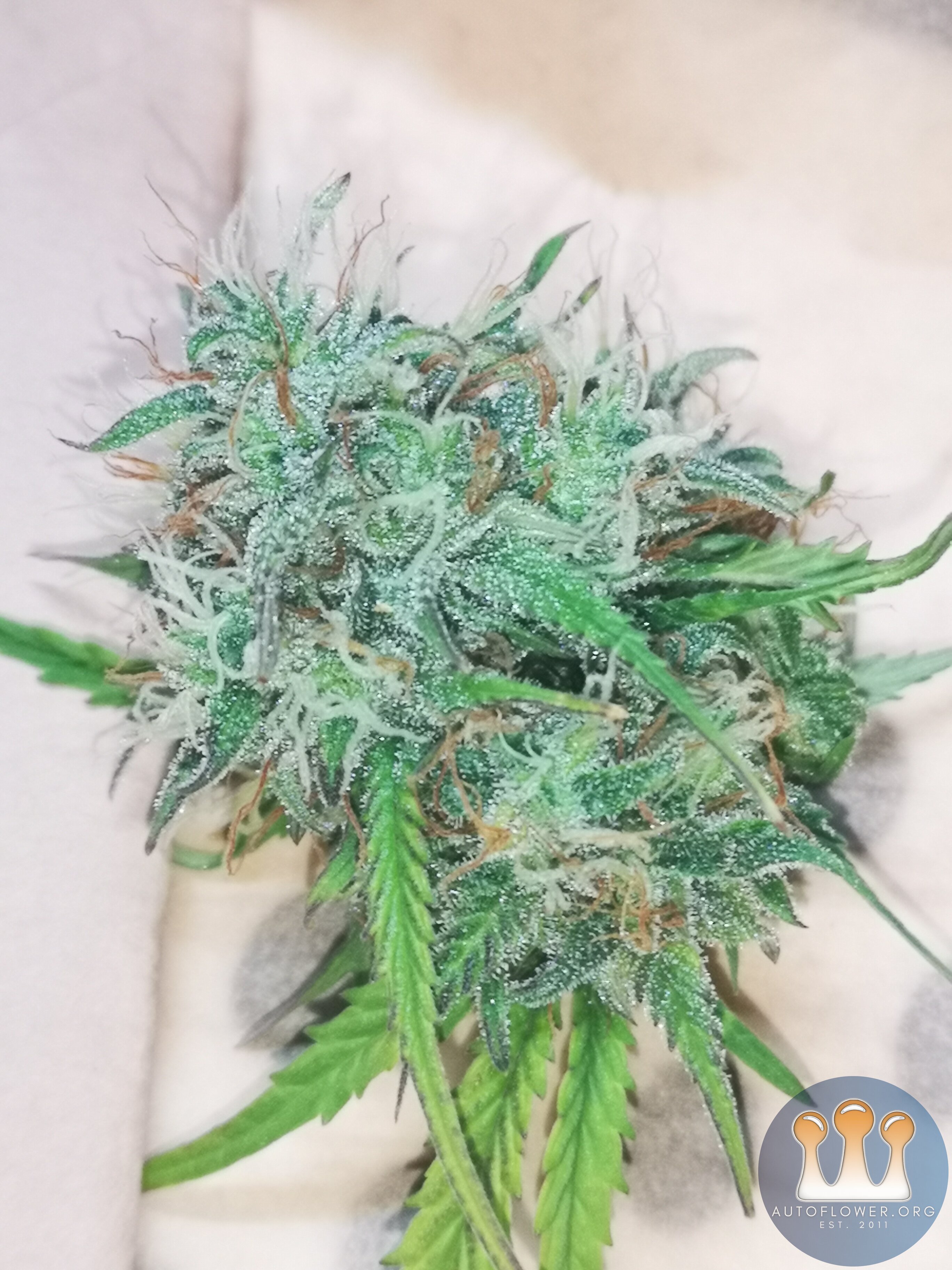 Hubbabubbahaze Sample - Day 73