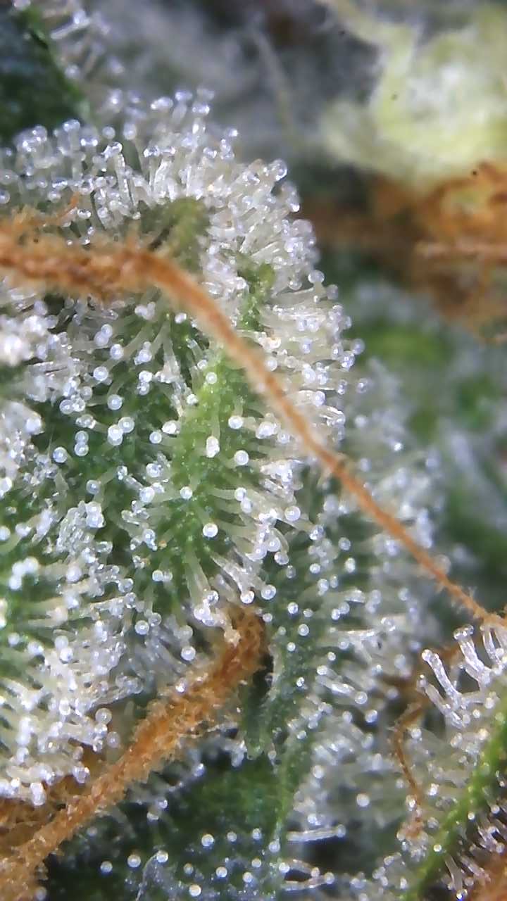 Image_2025-08-10 08_41_25_374.jpg