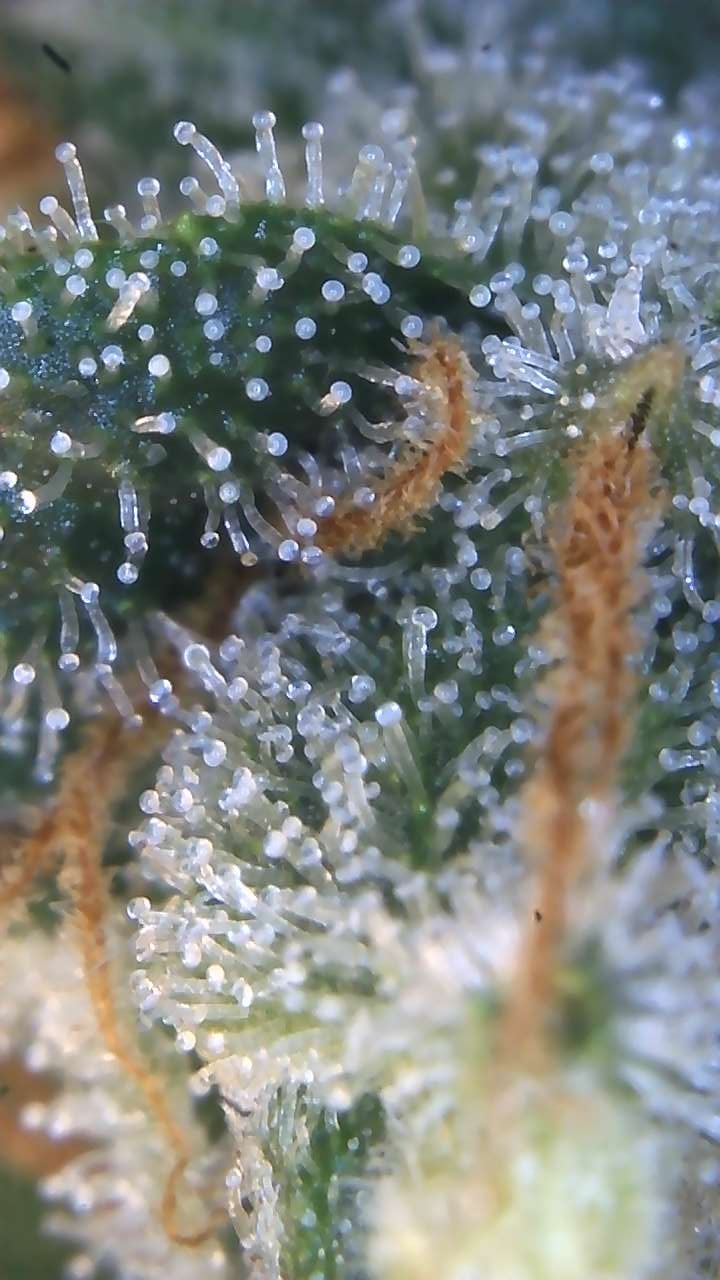 Image_2025-08-10 08_41_44_104.jpg