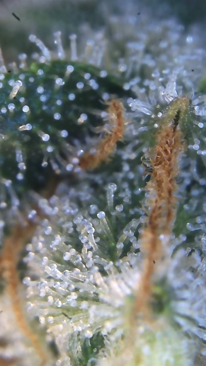 Image_2025-08-10 08_41_55_990.jpg