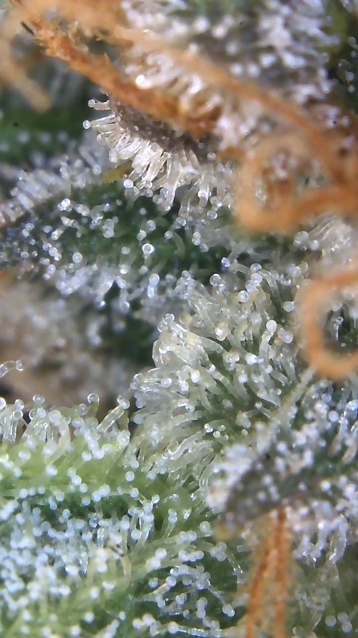 Image_2025-08-10 08_43_26_676.jpg