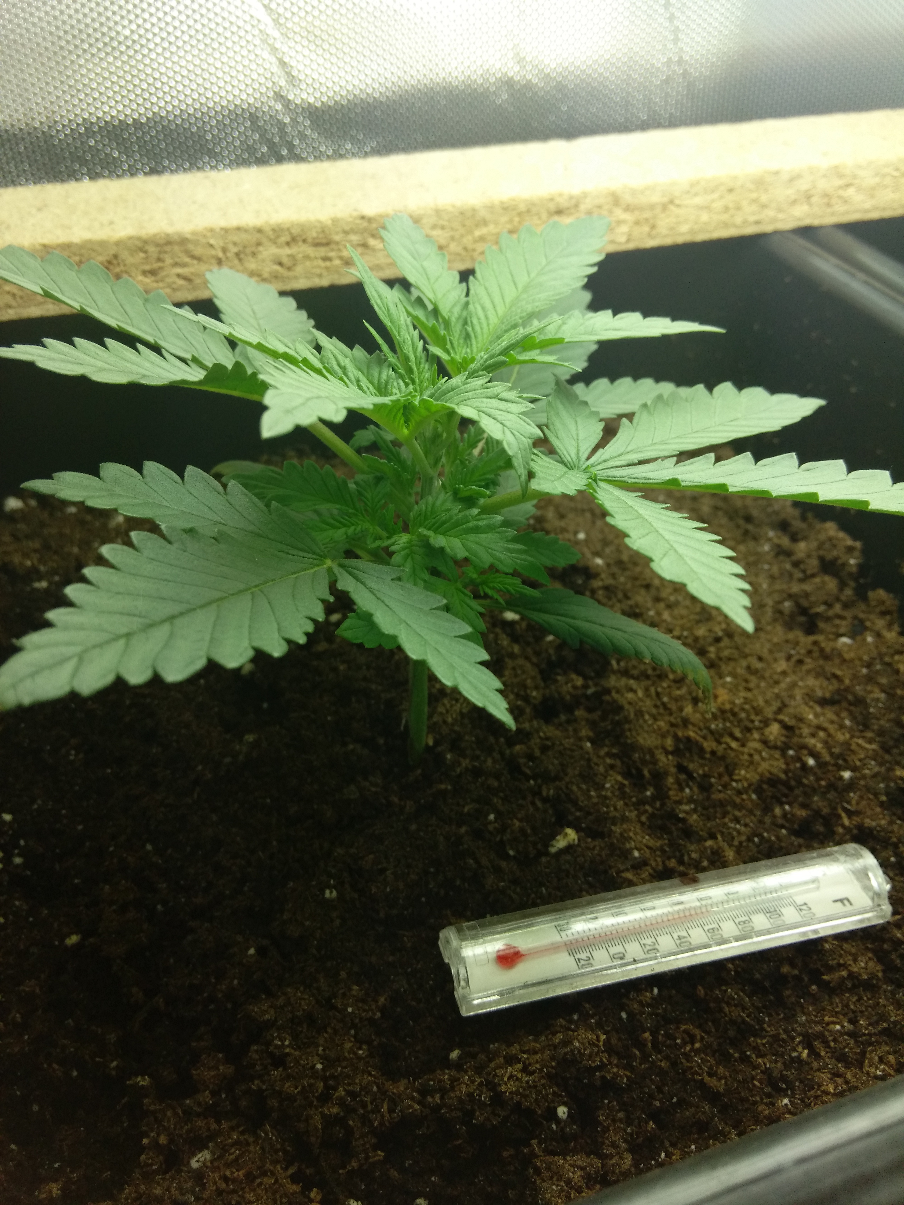 IMG_20161225_2221378_rewind