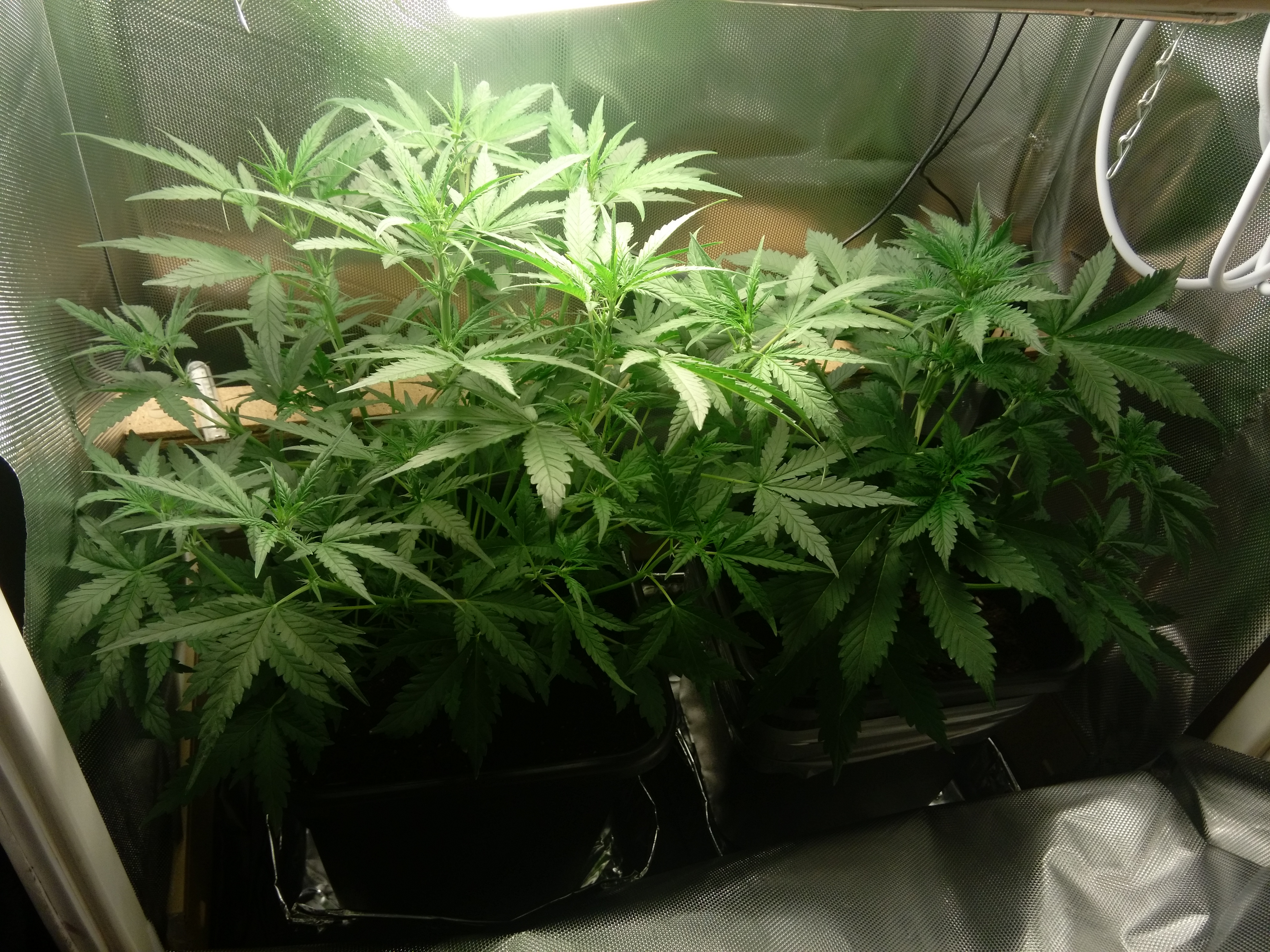 IMG_20170110_2242382_rewind