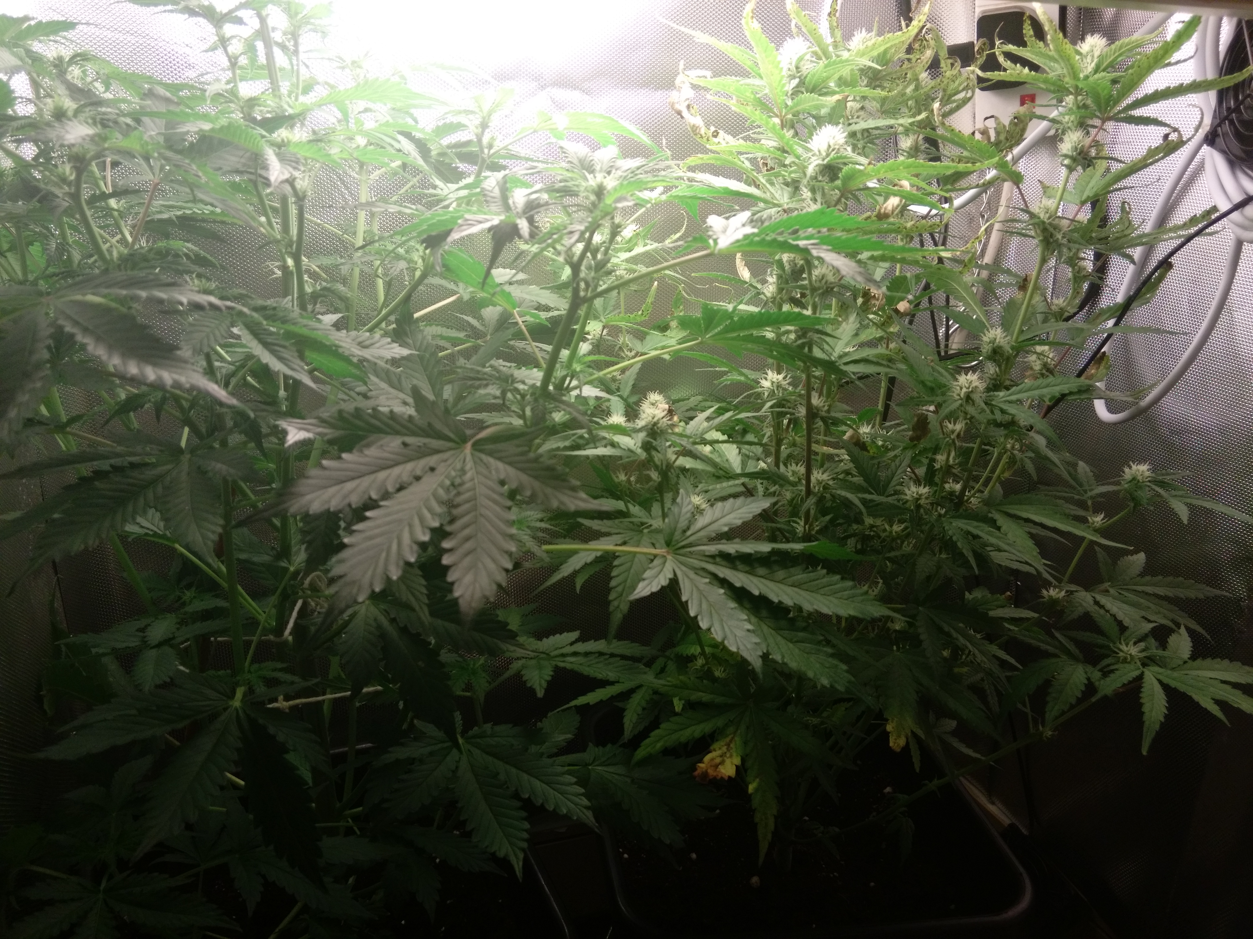 IMG_20170124_2111063_rewind