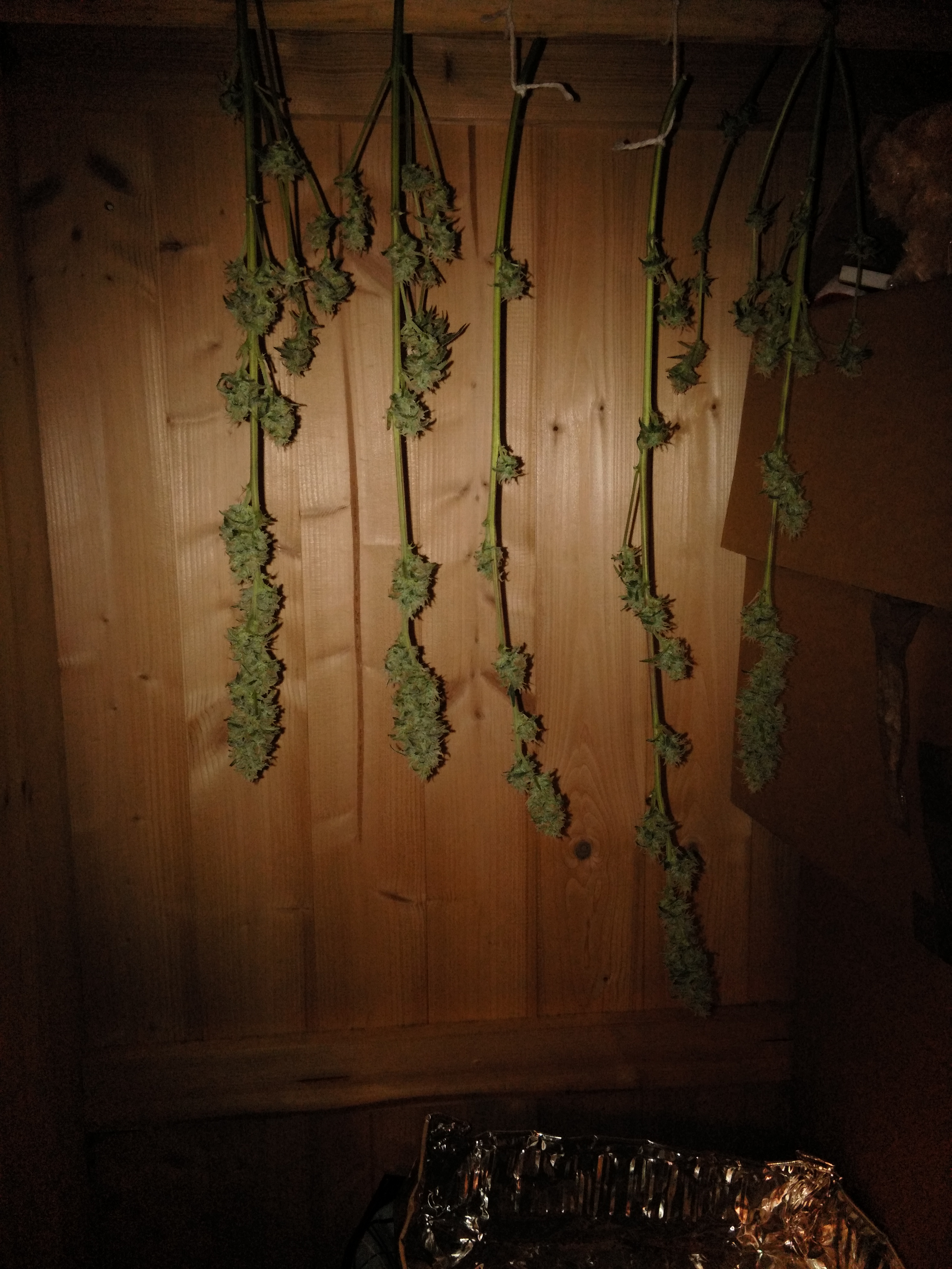 IMG_20170203_1557173_rewind