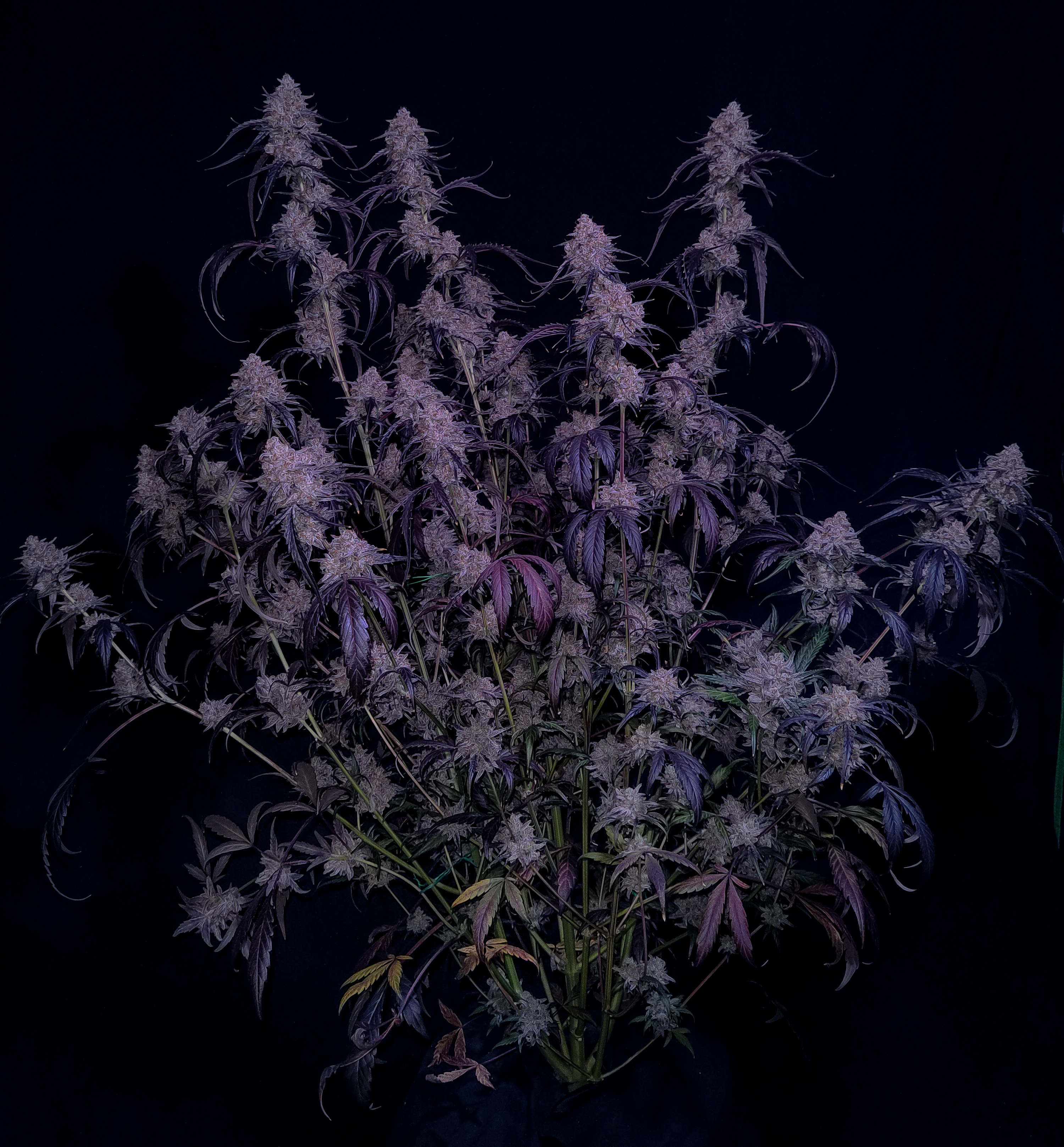 IMG_20240718_190845 (5).jpg