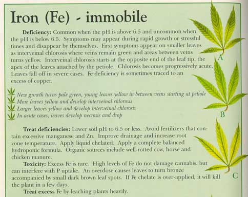 Iron-info-marijuana