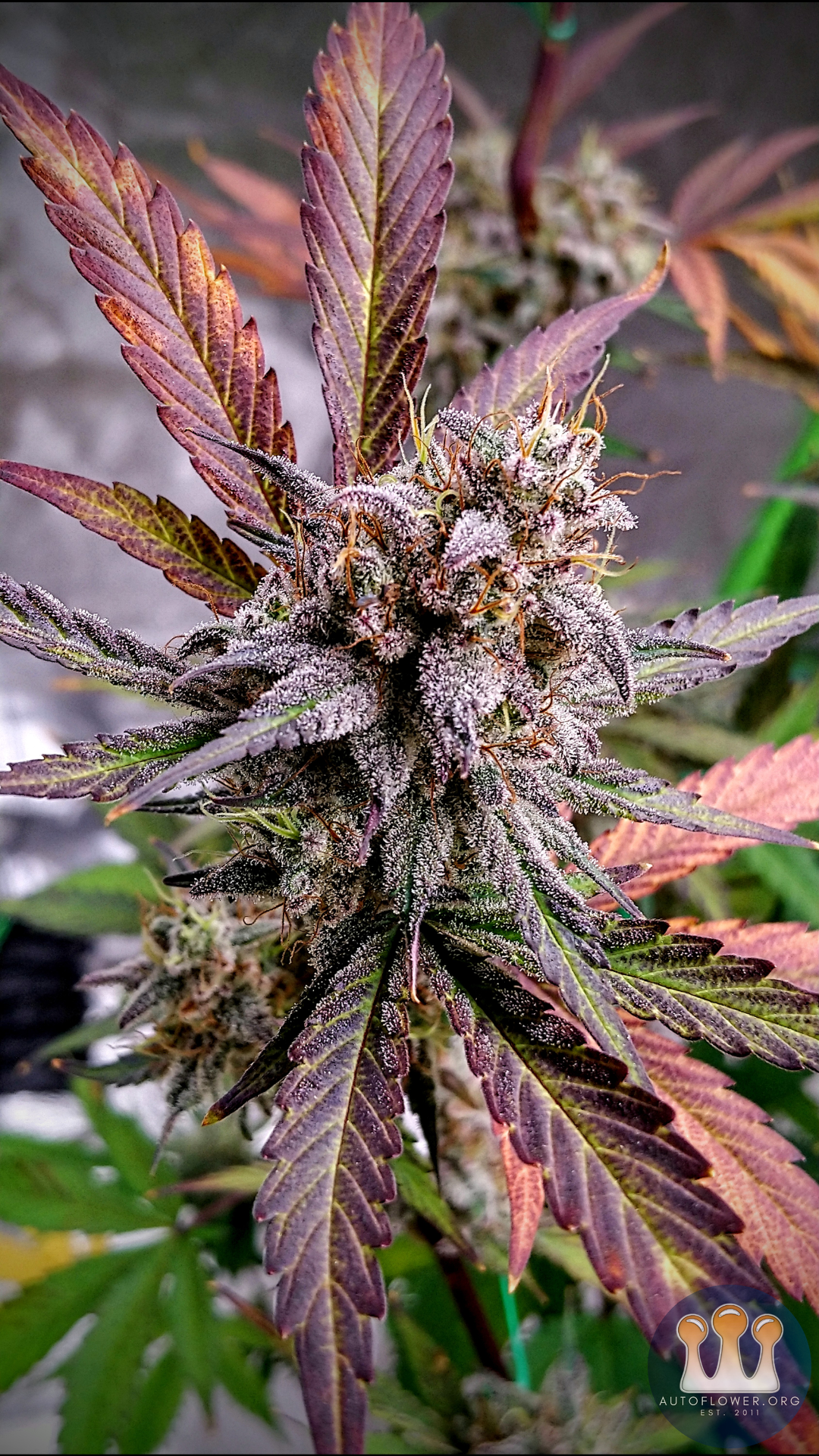 Jean-O's, Root Beer Float S2 Auto