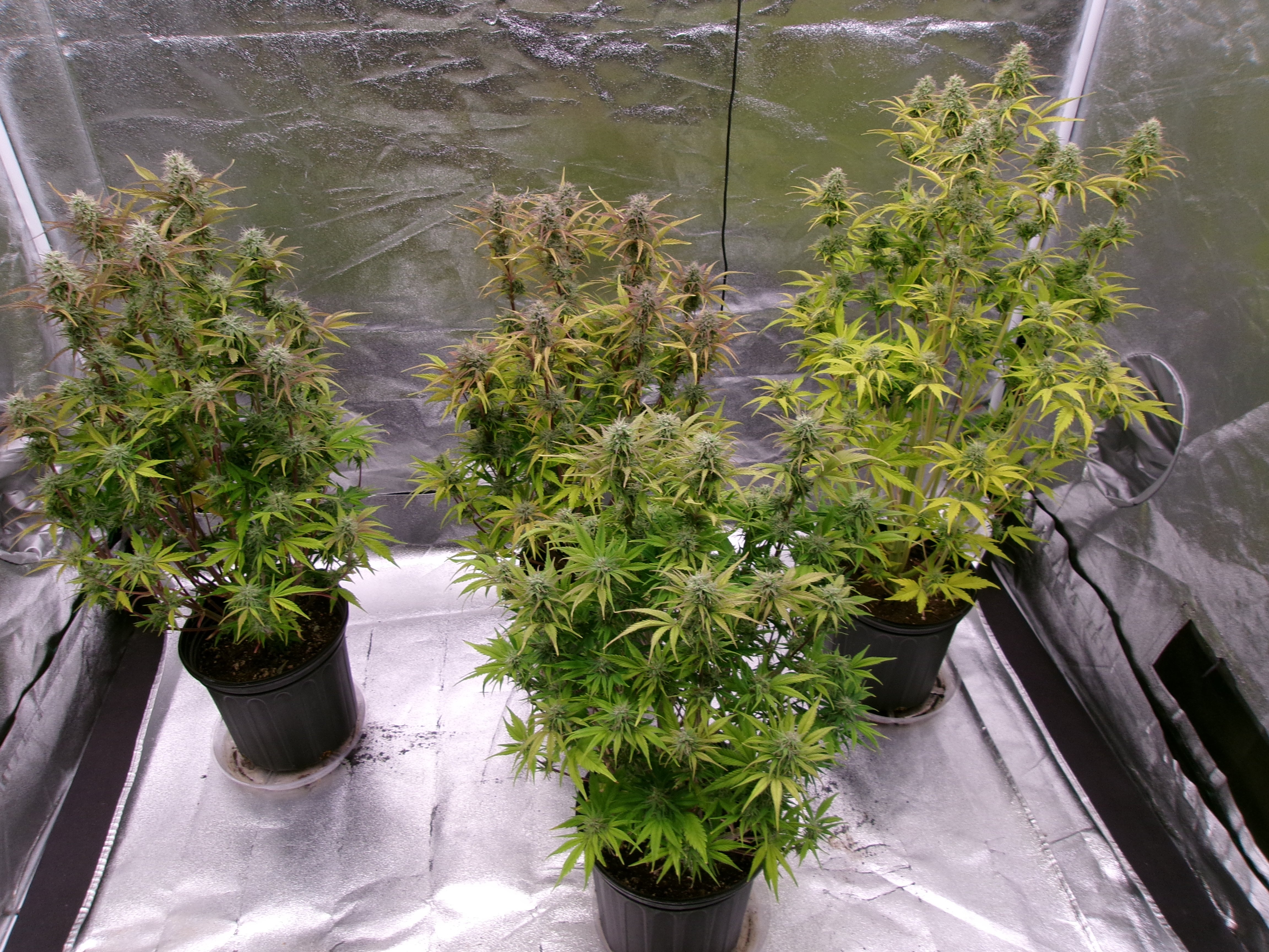 Jeano's Genetics November Reign.JPG