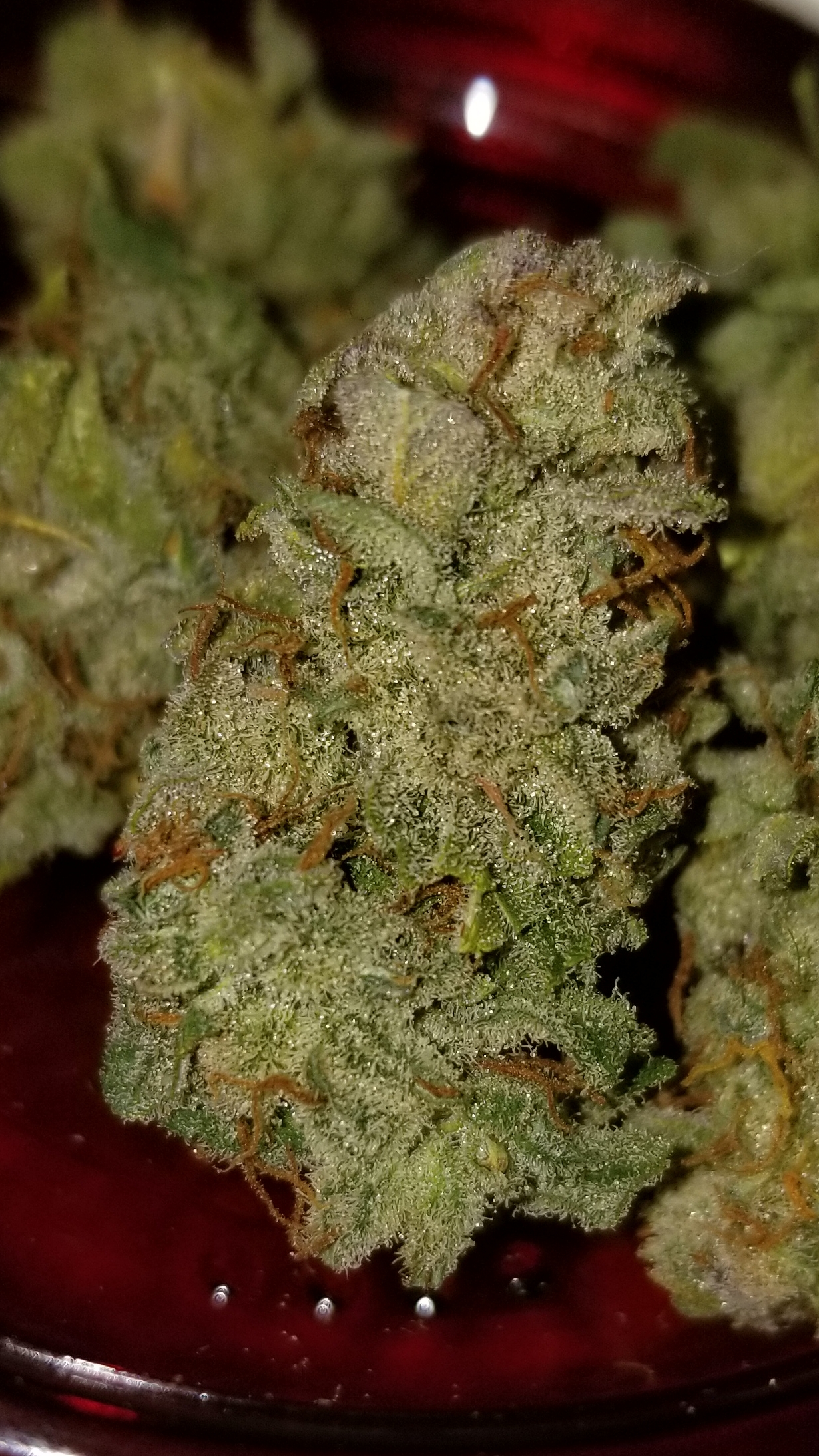 Lemon Kush