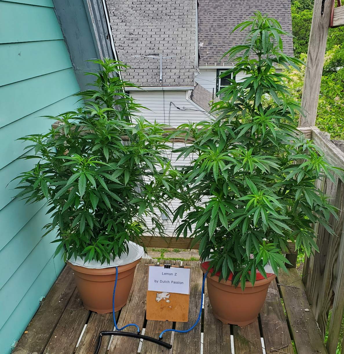LemonZ_clone8-9_day30.jpg
