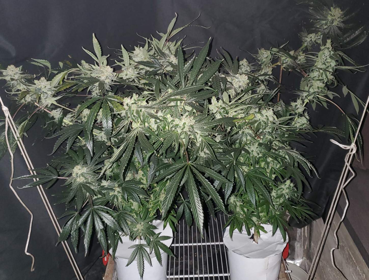 LemonZ_clones4-5_day67_.jpg