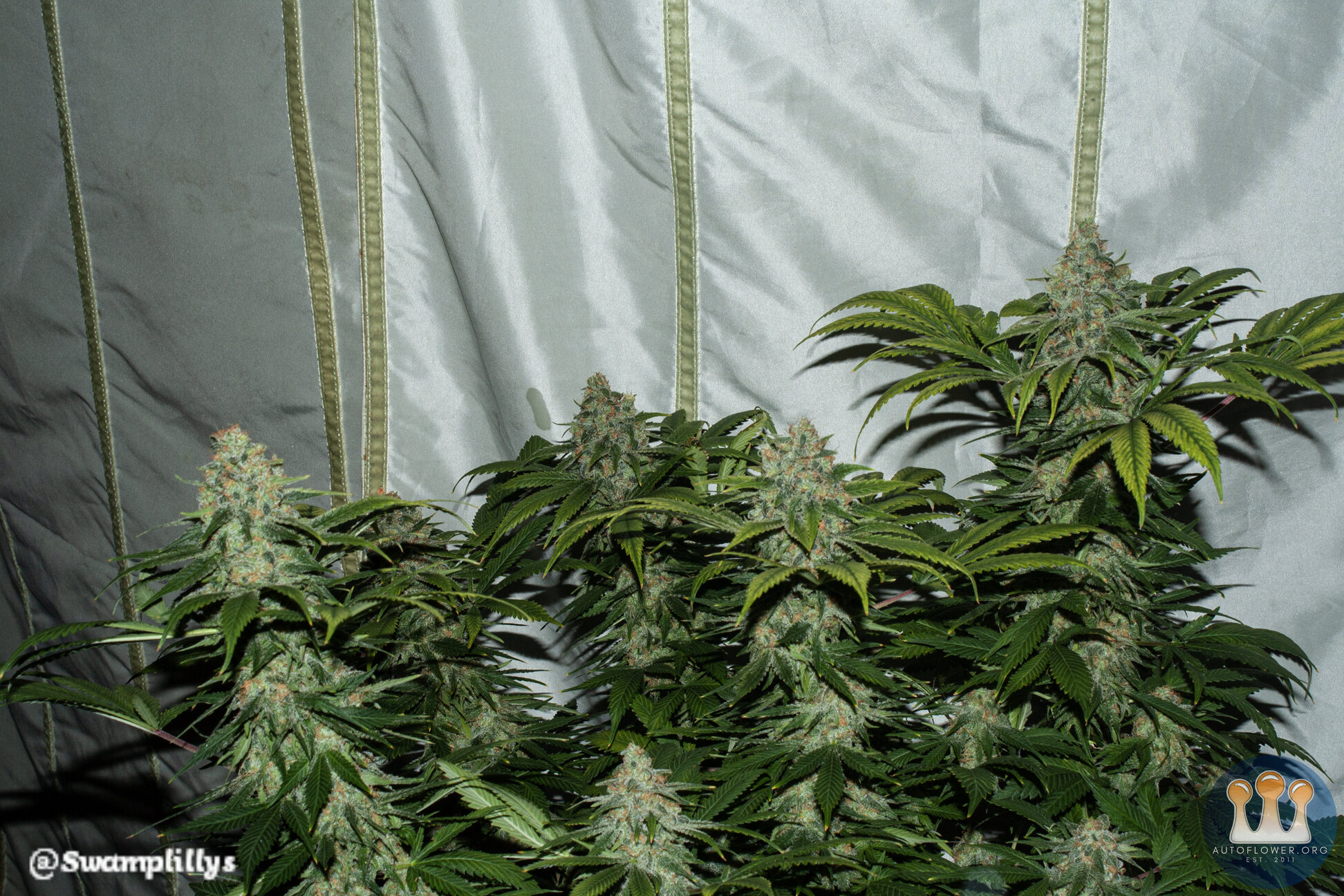 Man Bear Alien Pig wide canopy shot