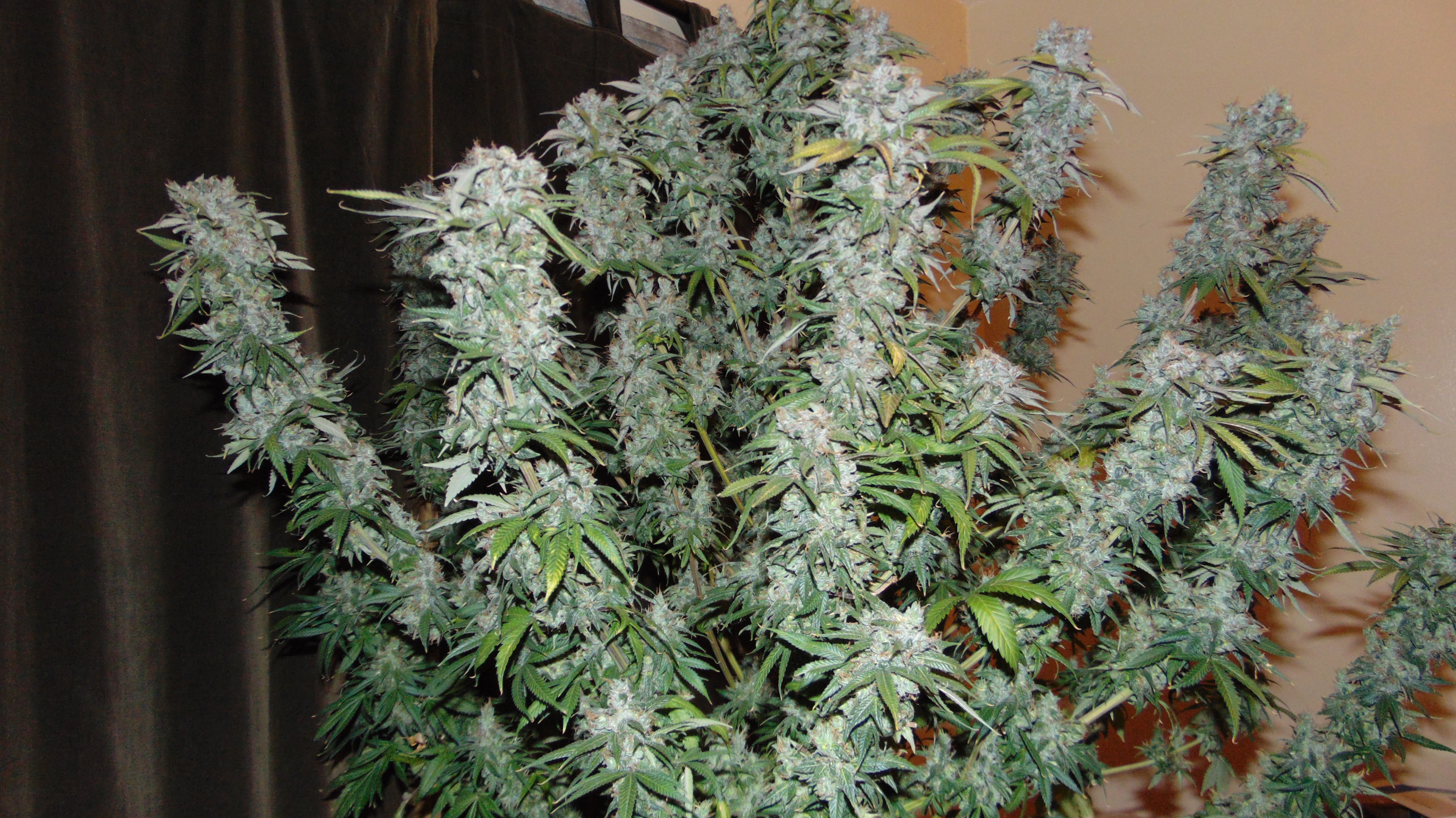 Mango Pre Harvest Photos 041